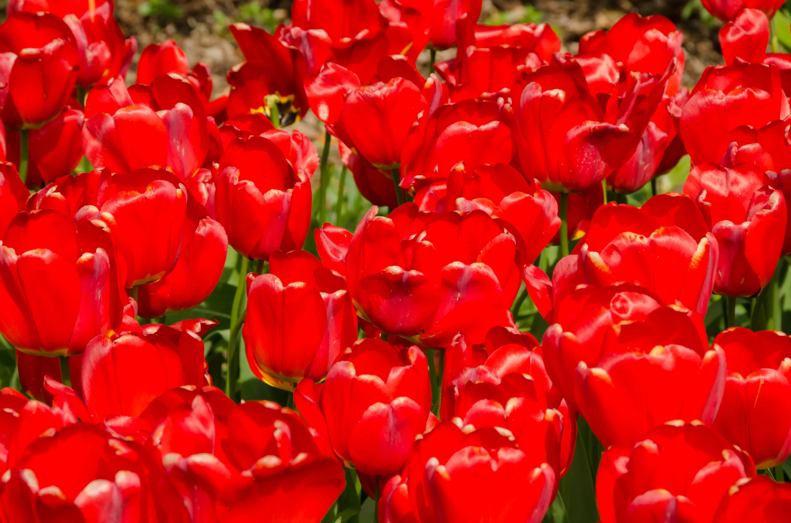 Red tulips