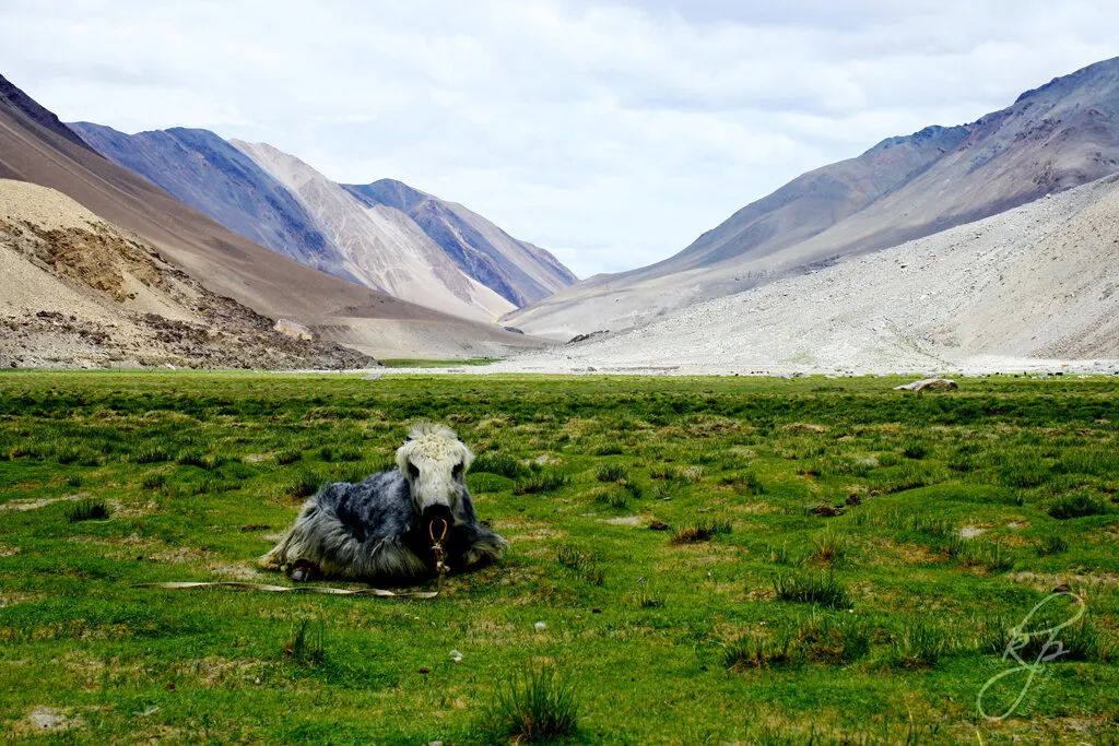 Lazy Yak