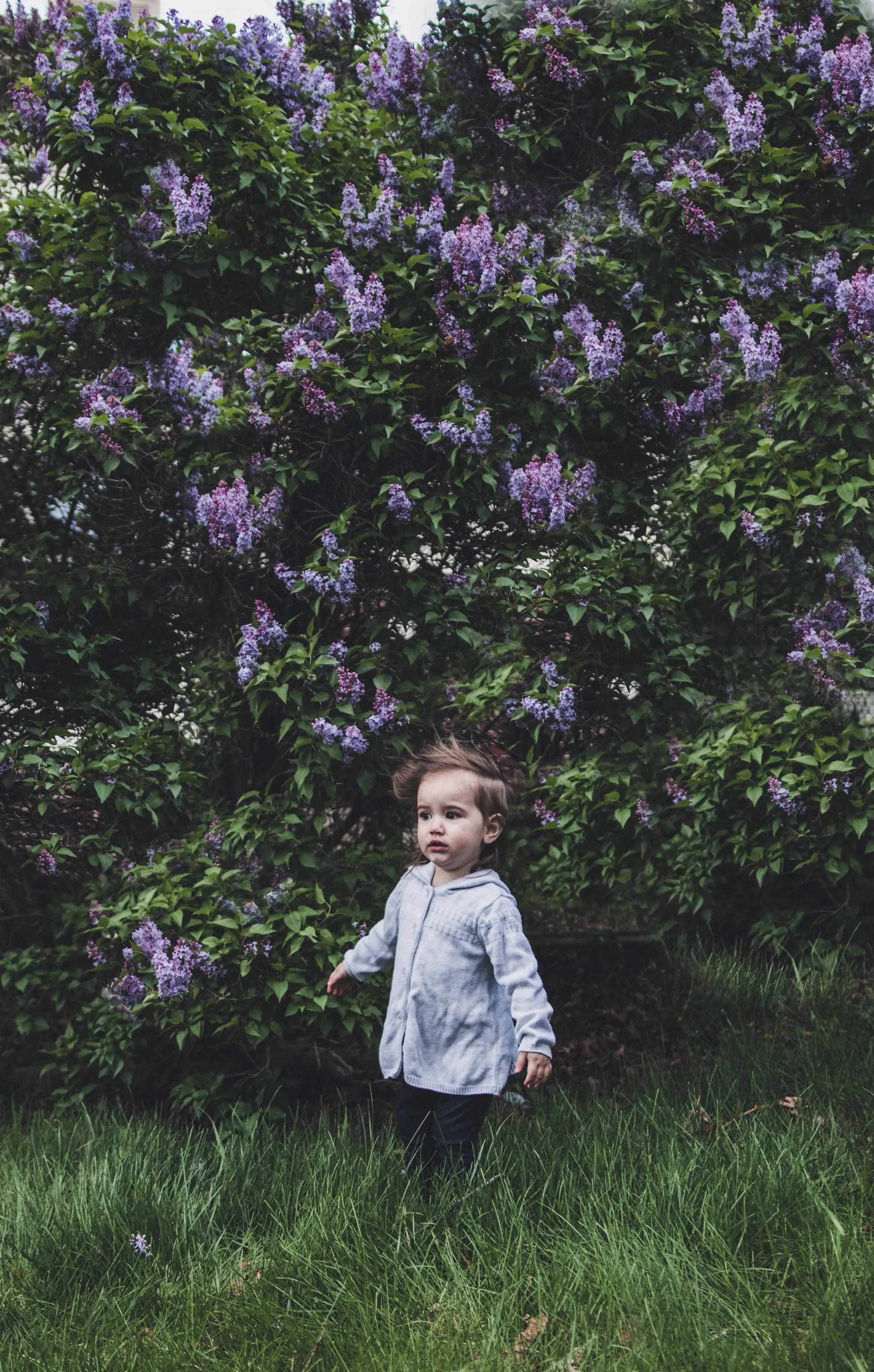 Wall of Lilacs