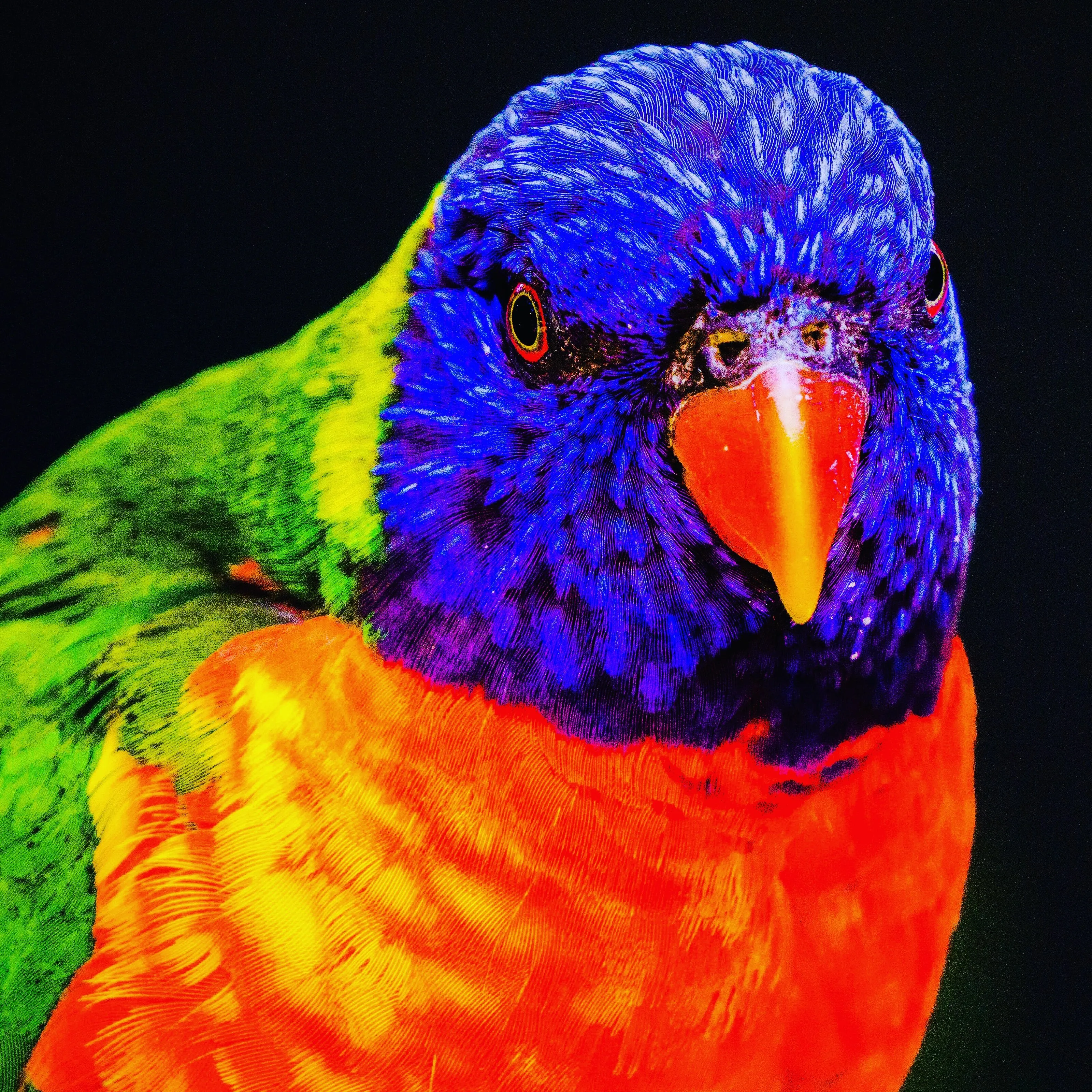 Lorakeet