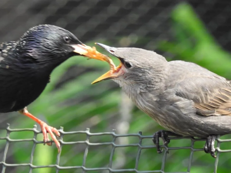 Feeding duties