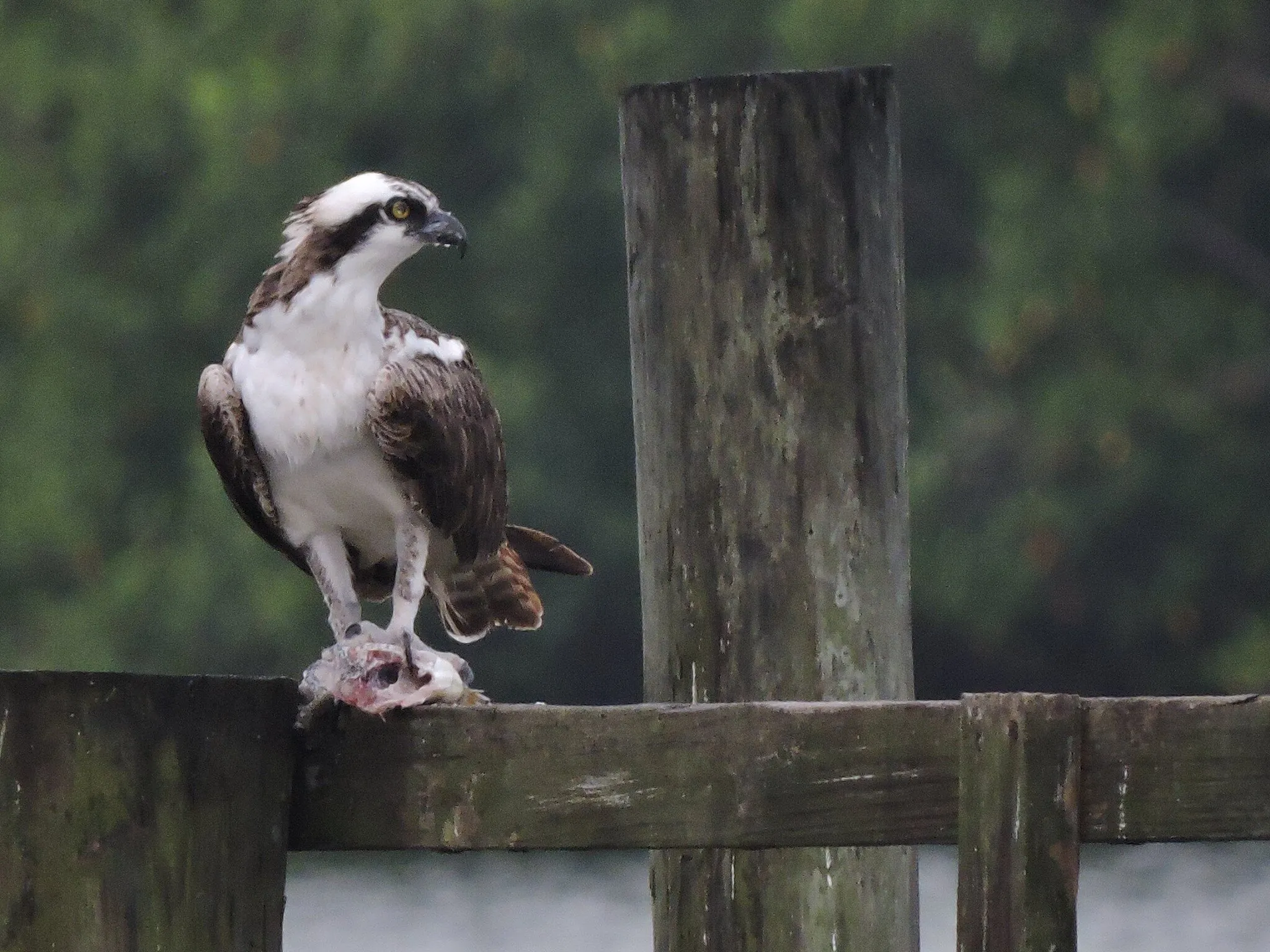 Osprey