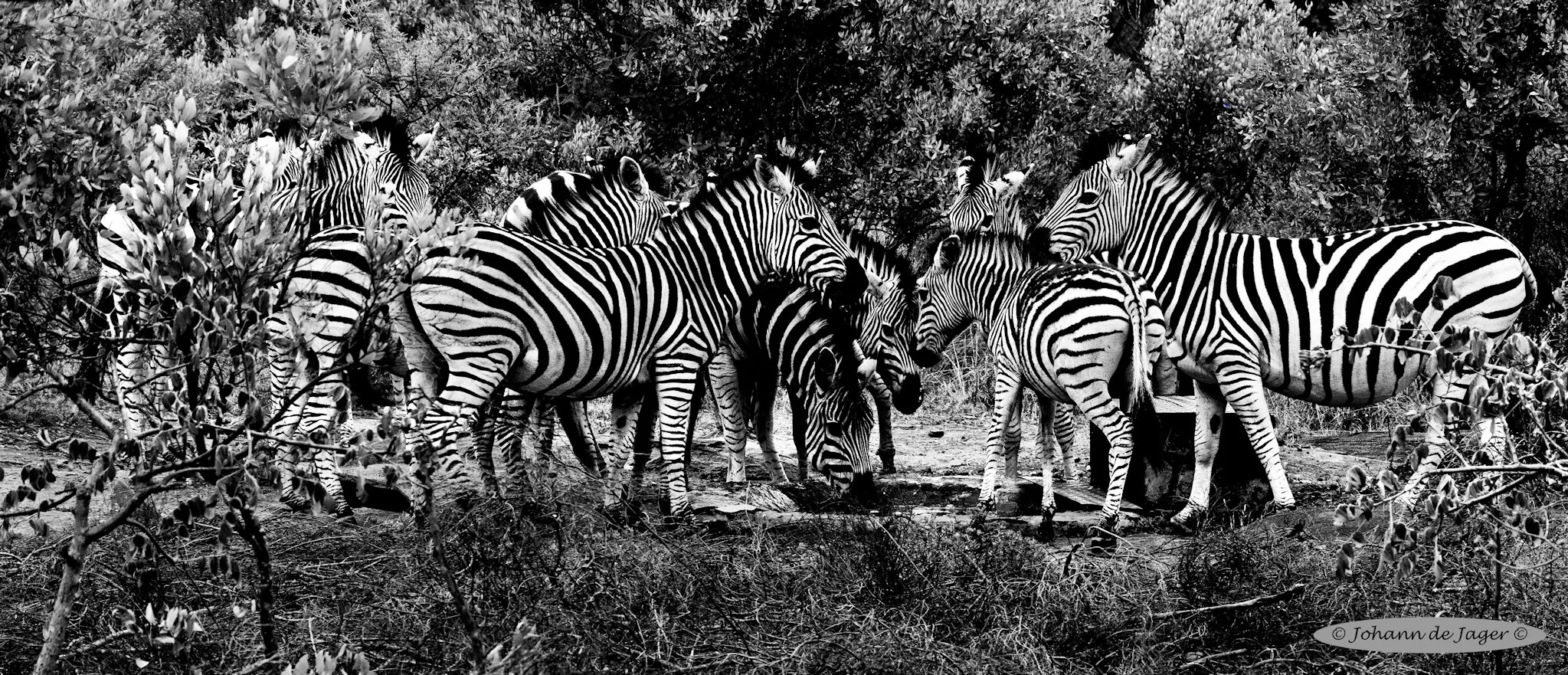 Zebras having a drink