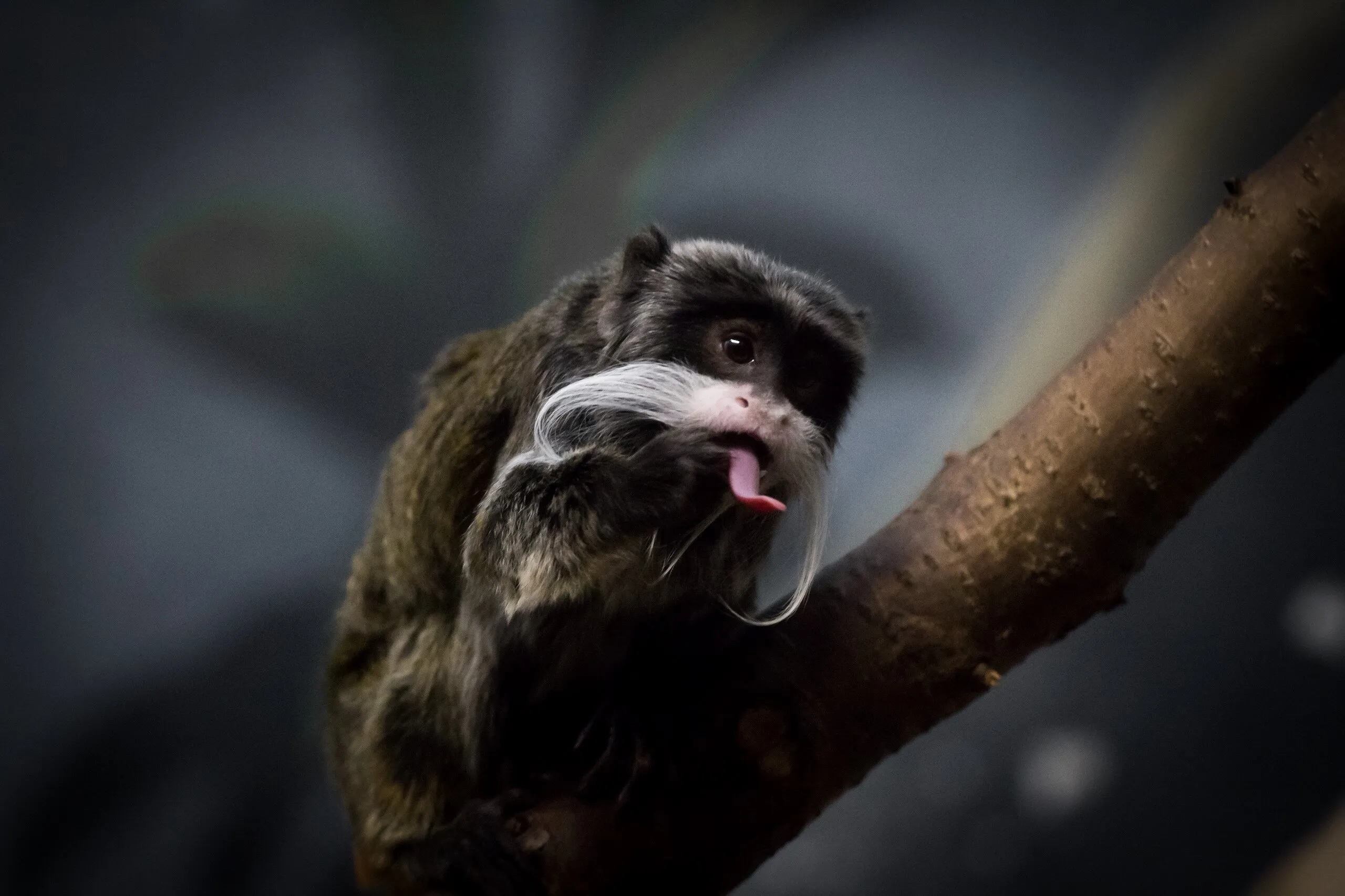 Tongue & ‘Stache
