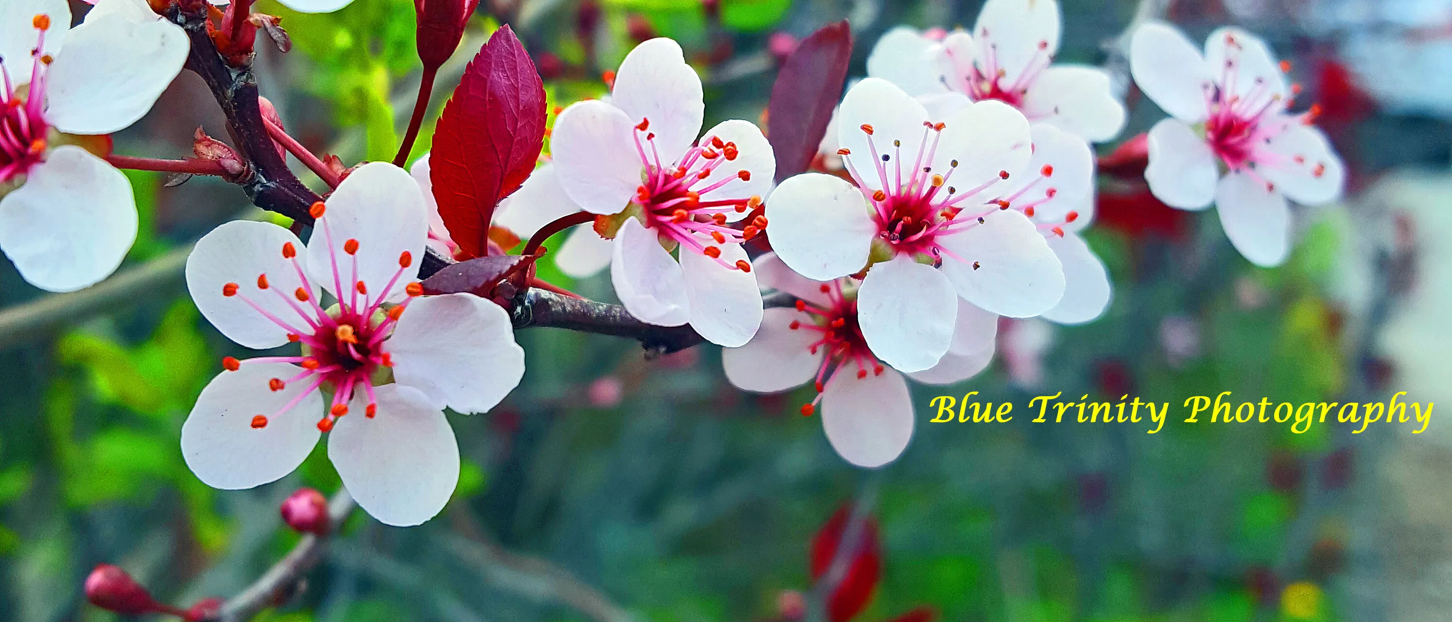 Spring Blossoms