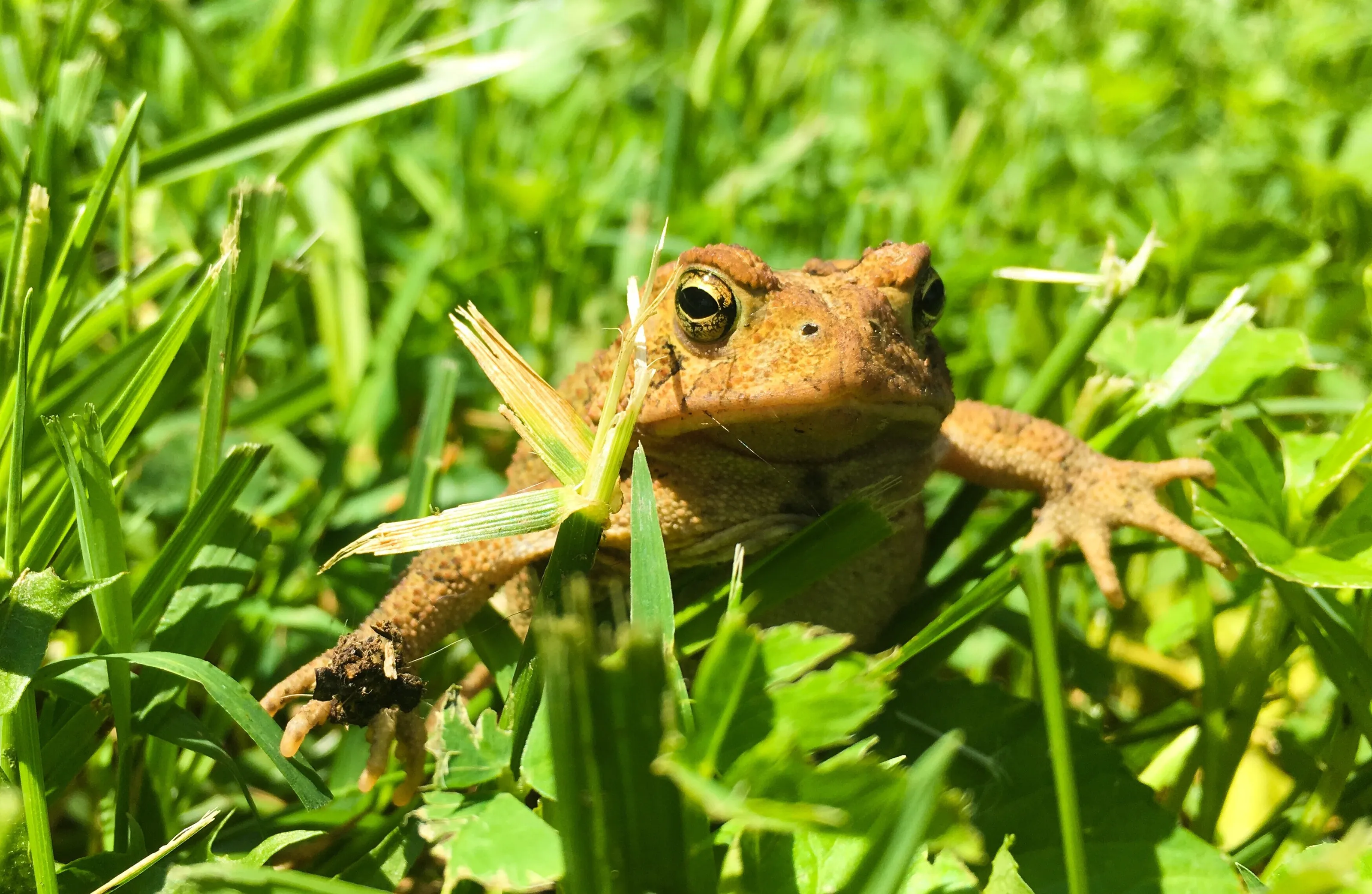 Grassy Toad