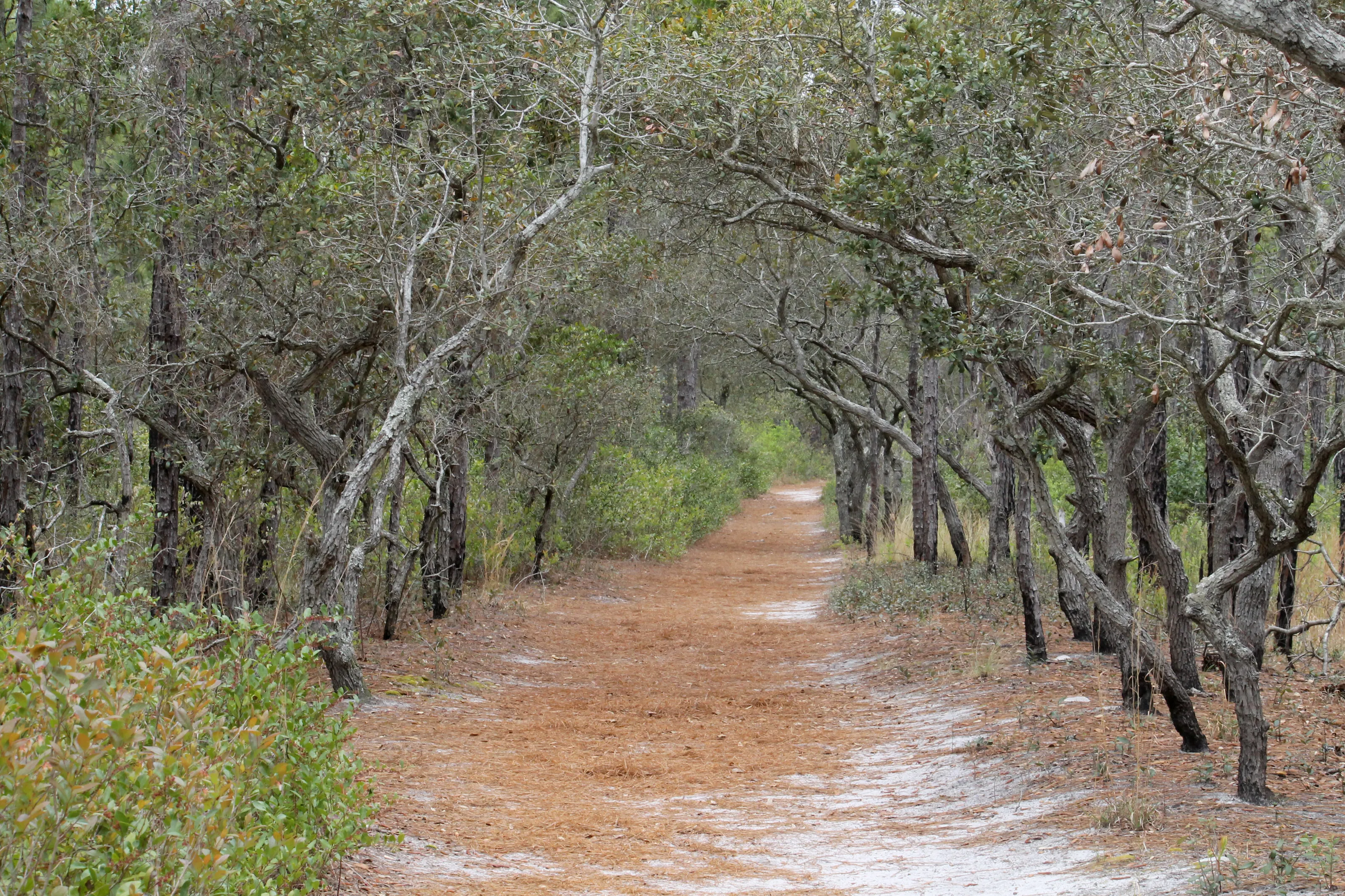 Woodland path