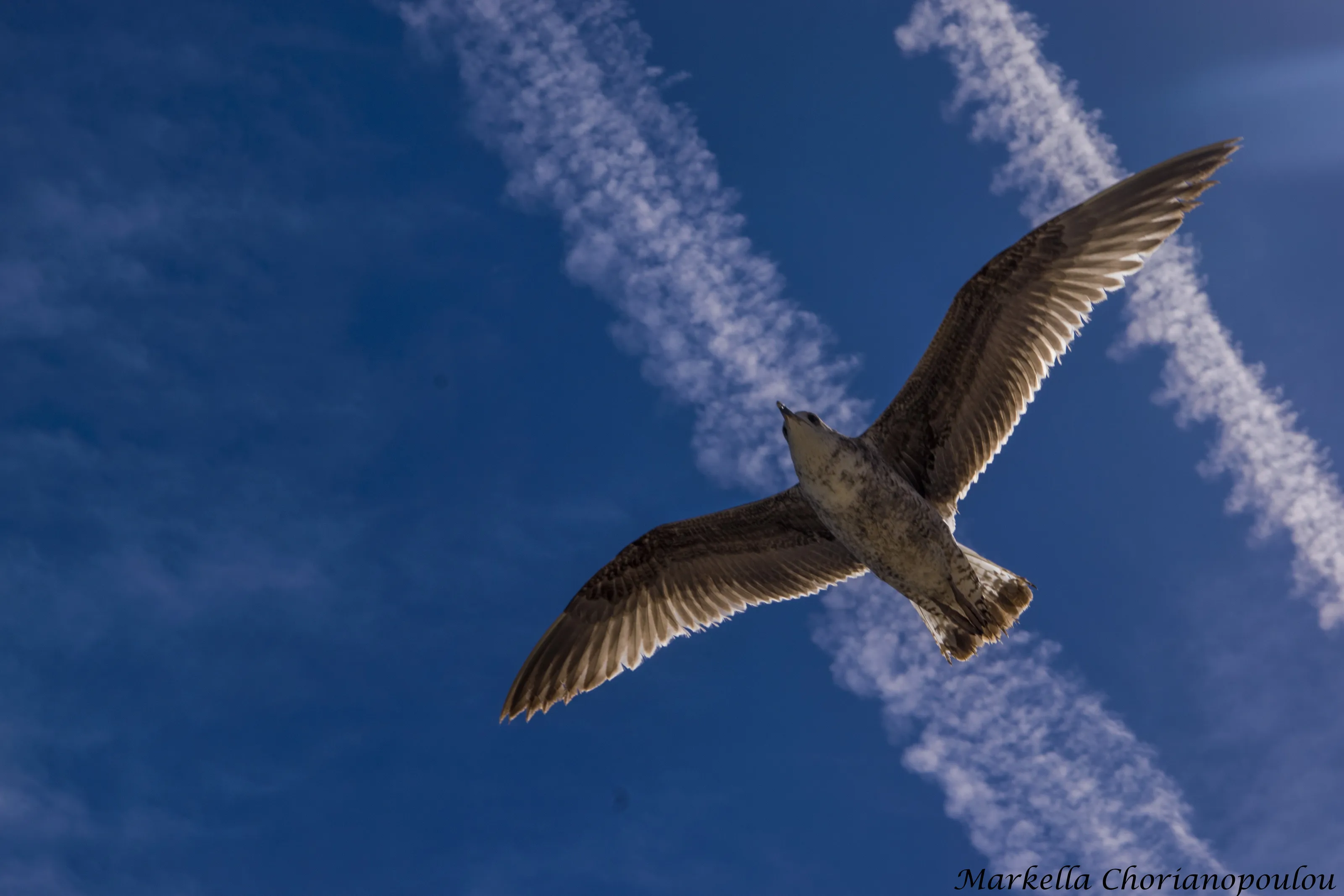 Seagull