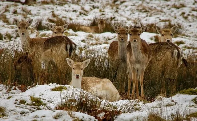 Fallow Deer in the Snow
