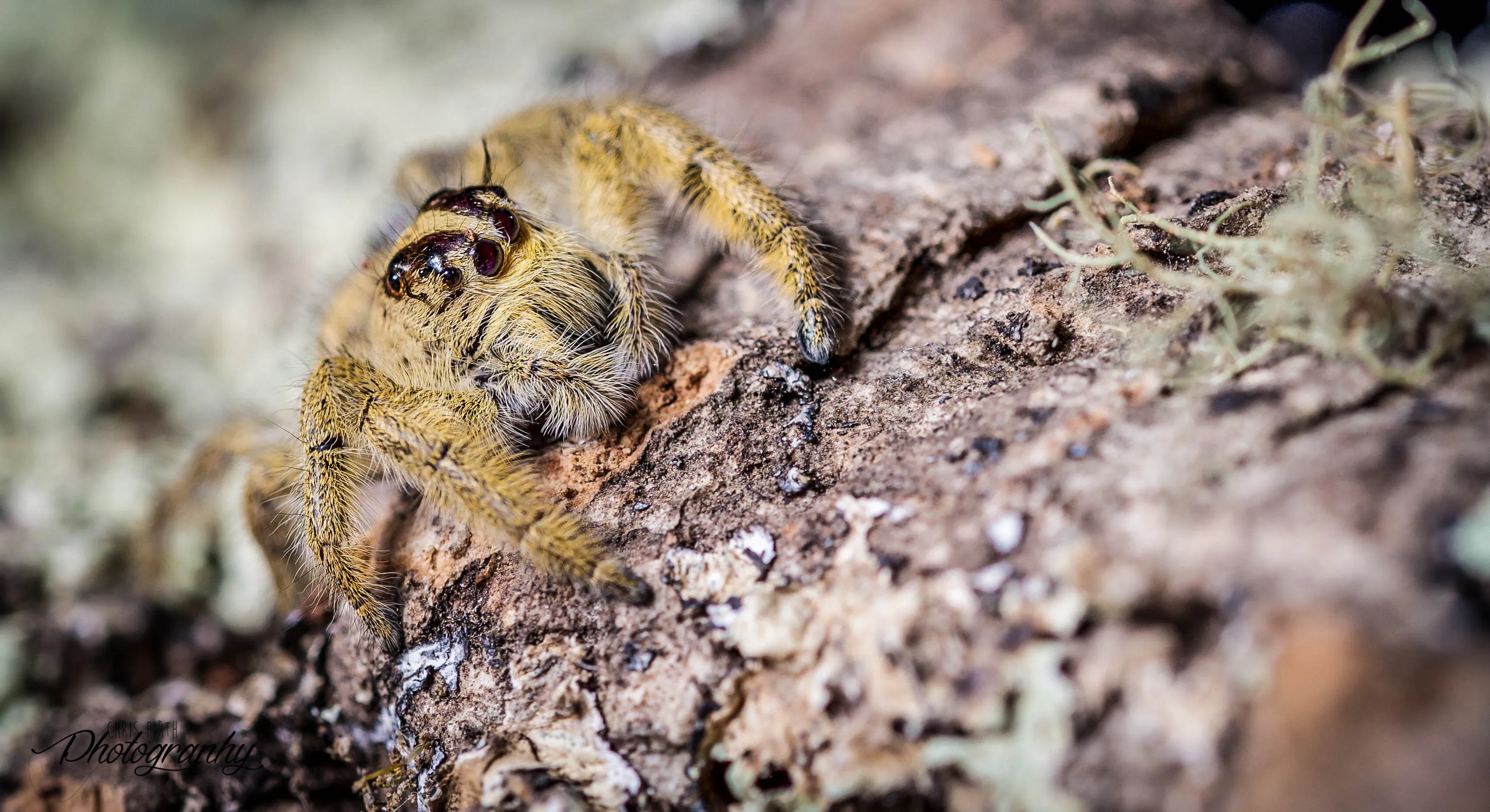 Jumping Spider
