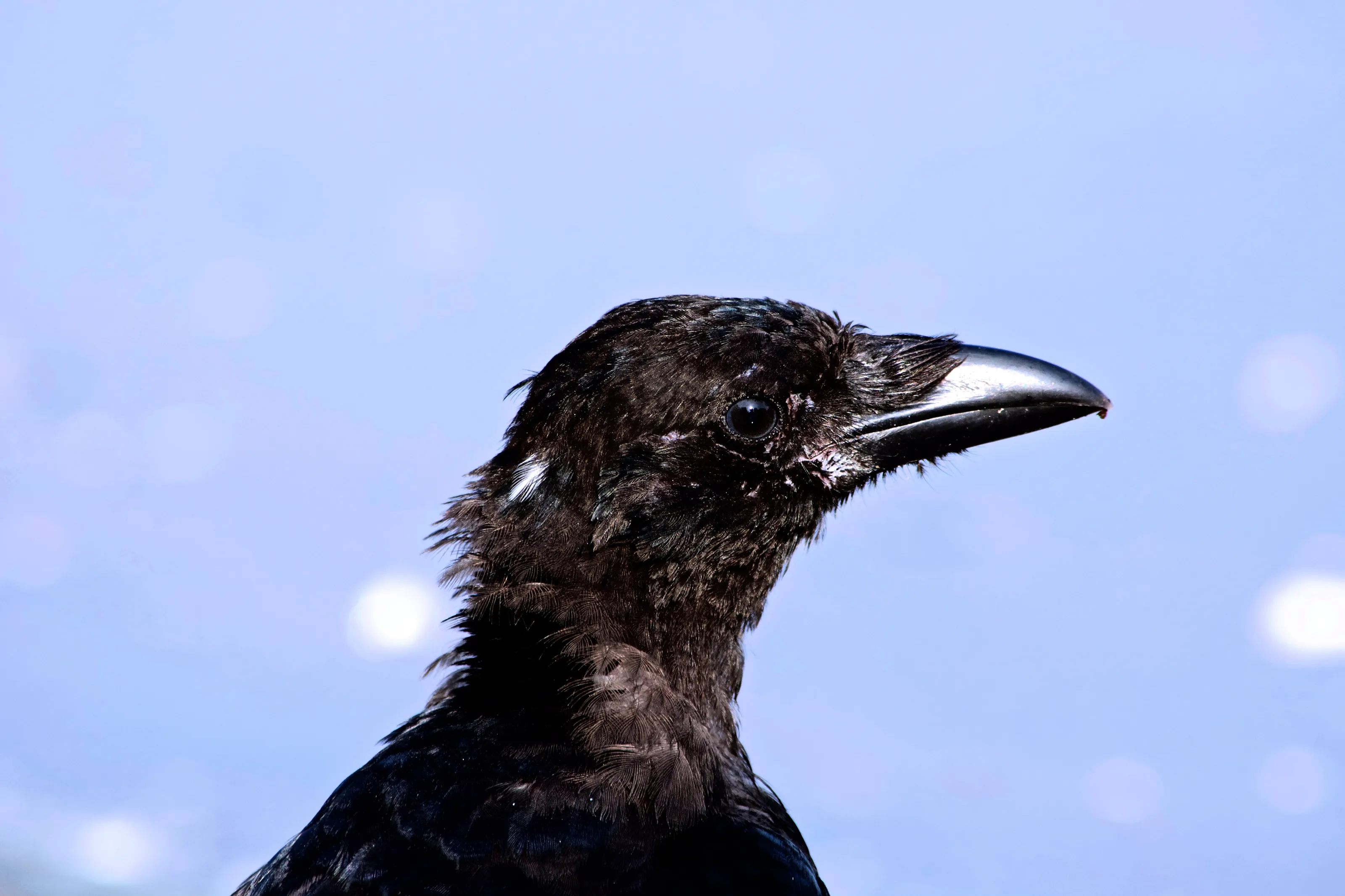 Carrion crow
