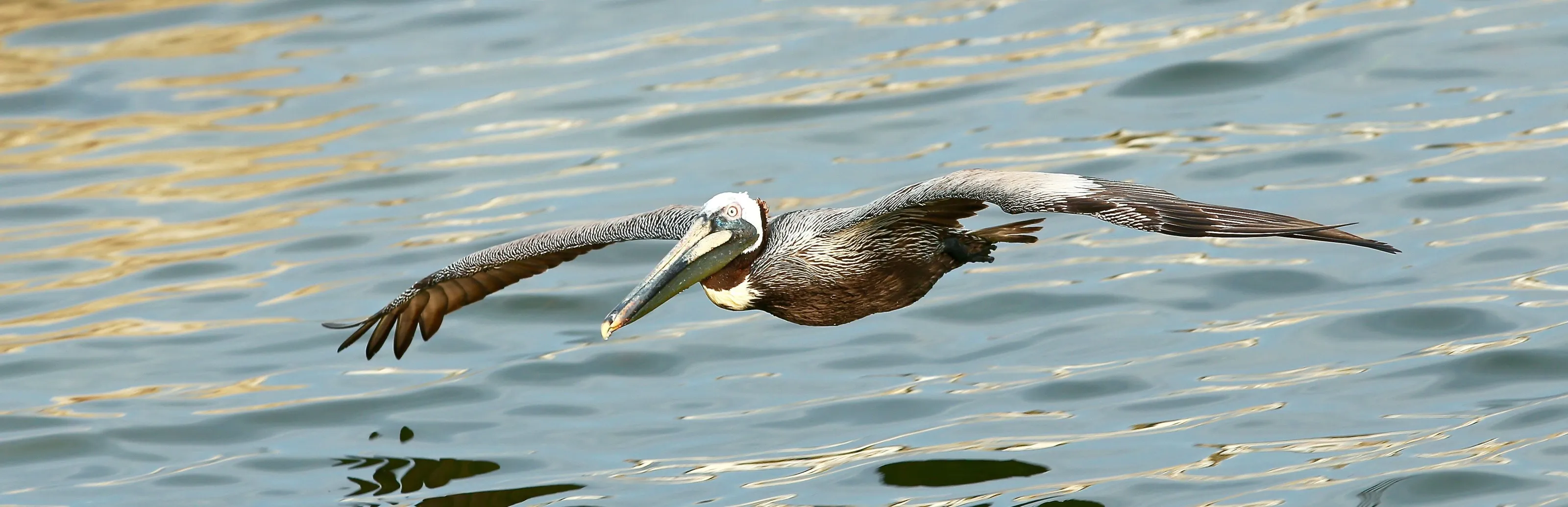 Brown Pelican