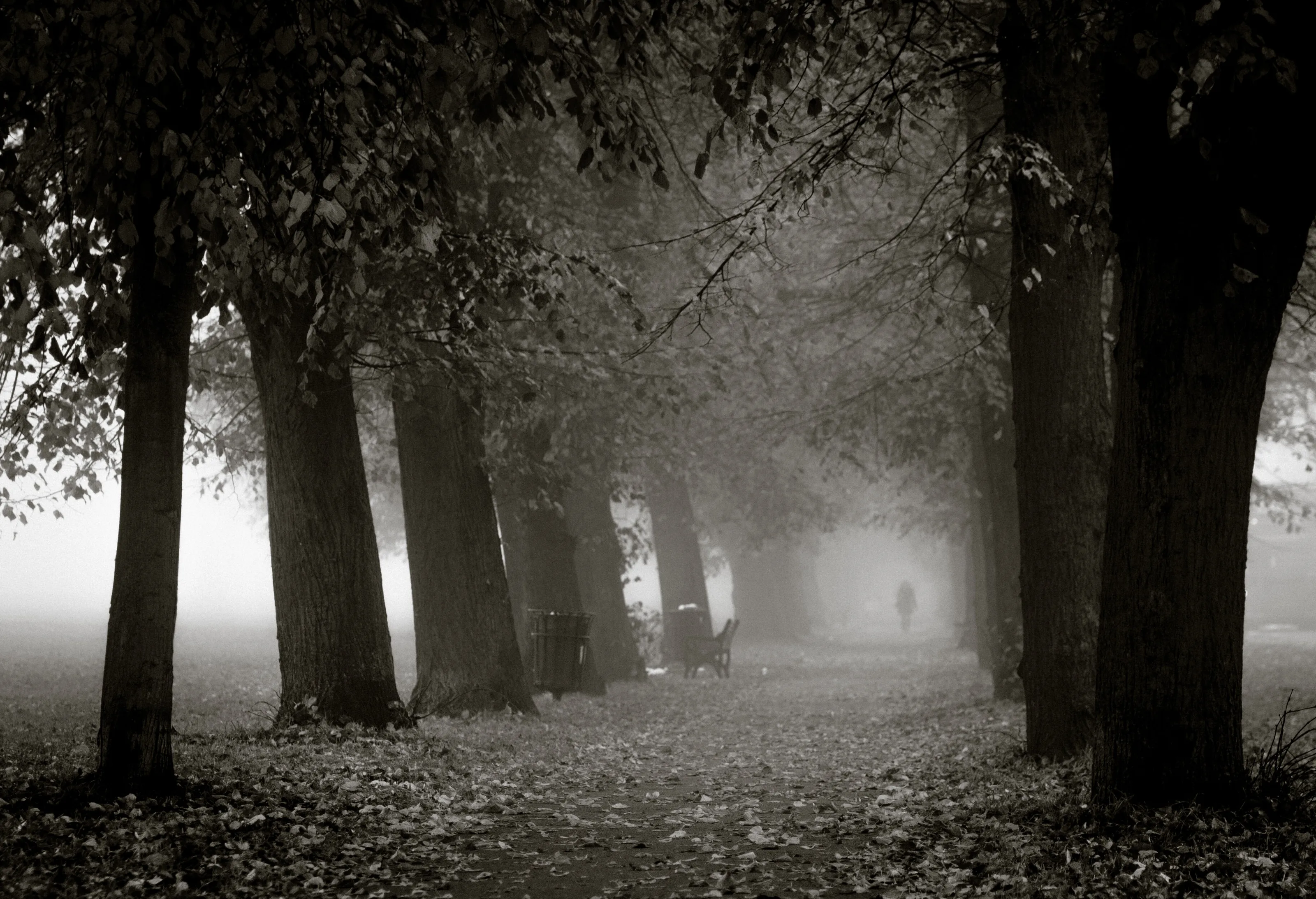 Autumn Walk