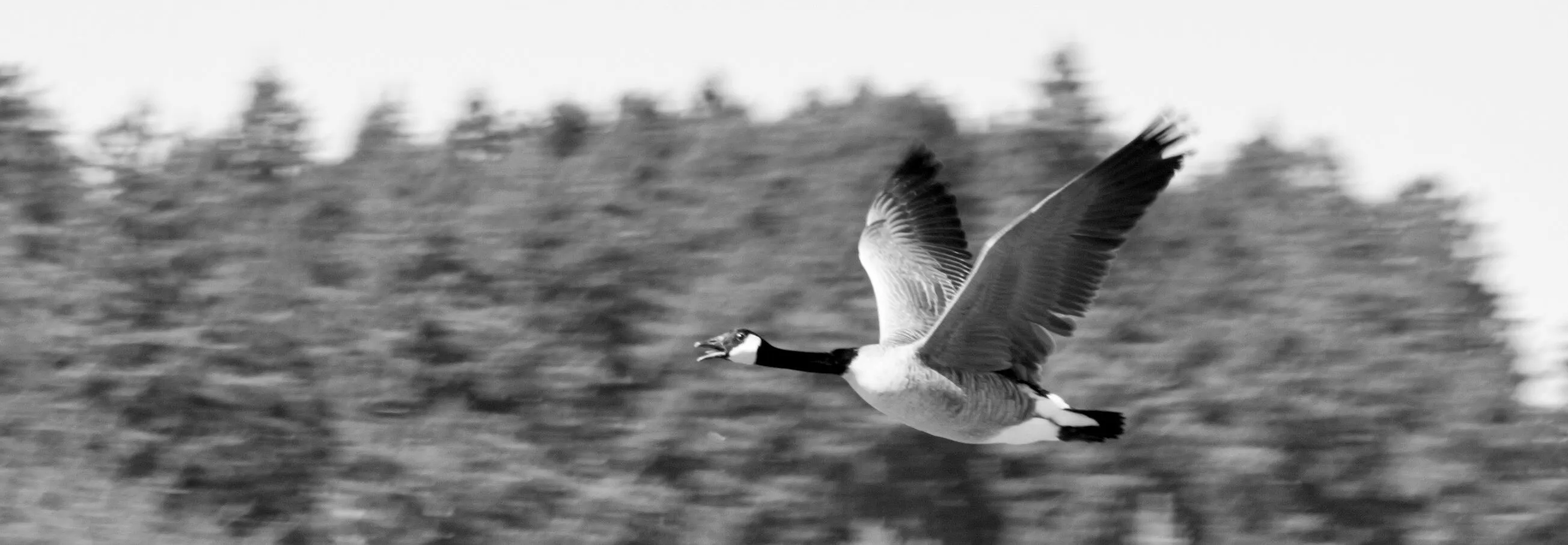 Royal Roads Canadian goose