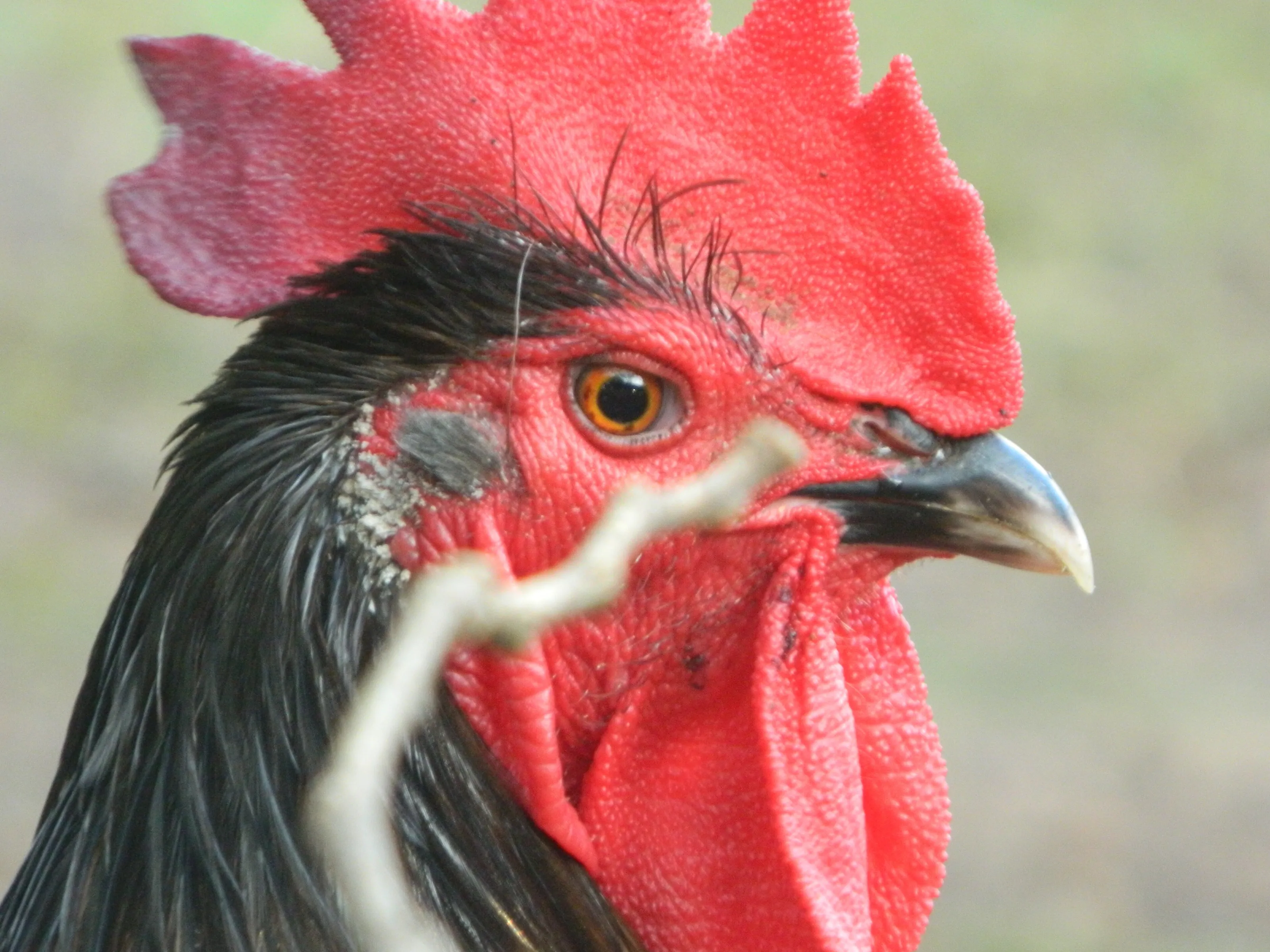 Rooster