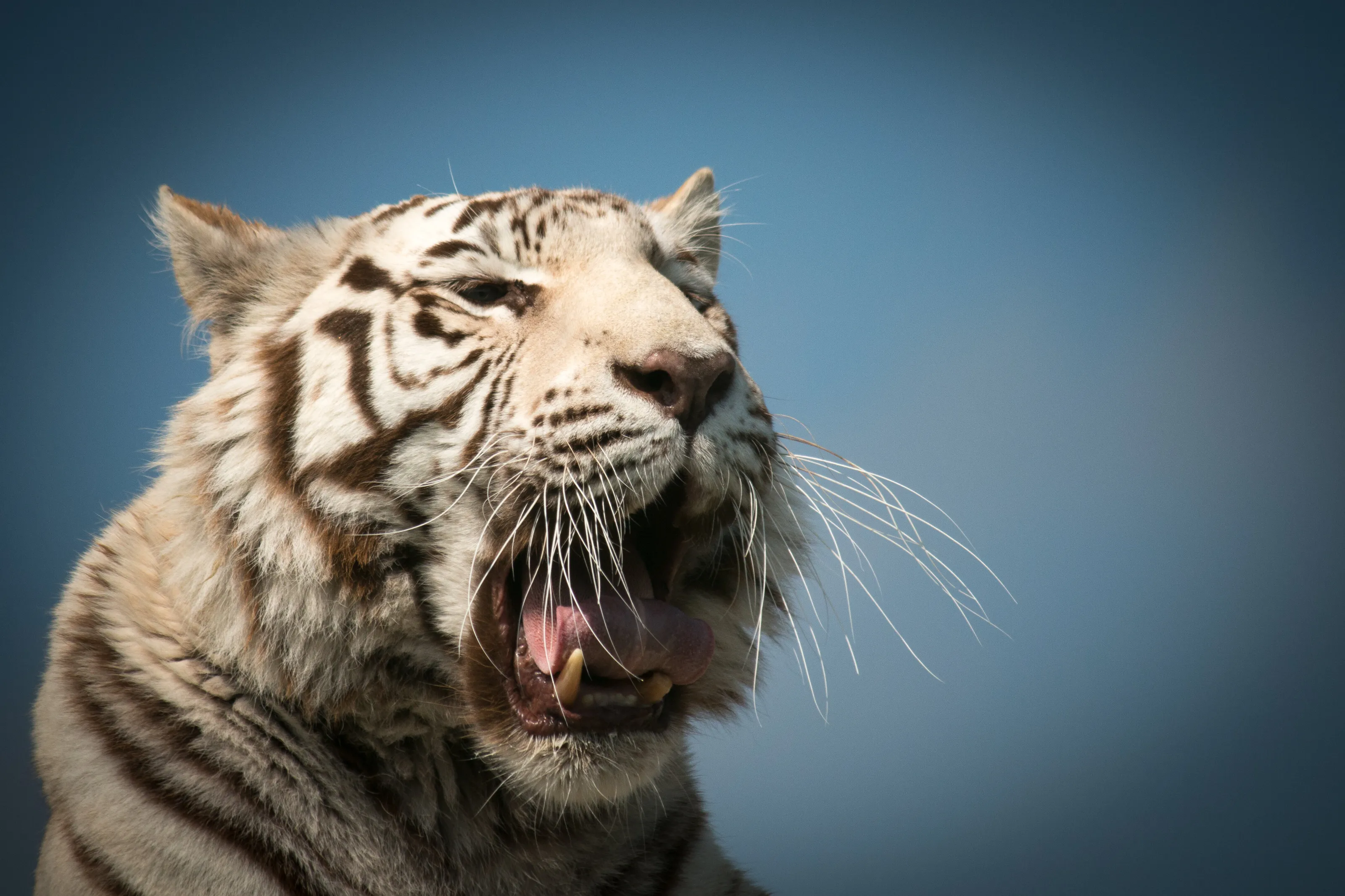 White Tiger