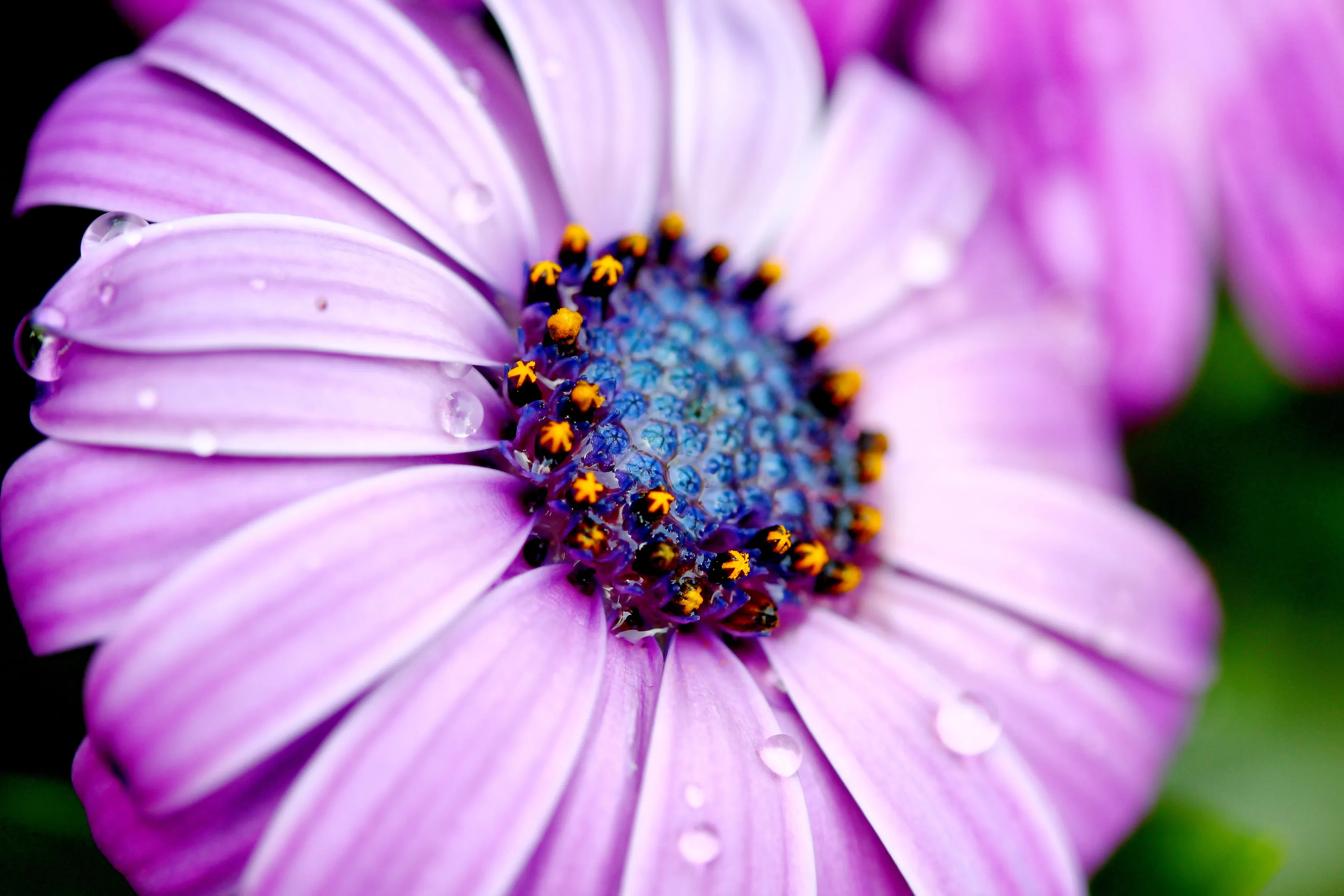 Water Daisy