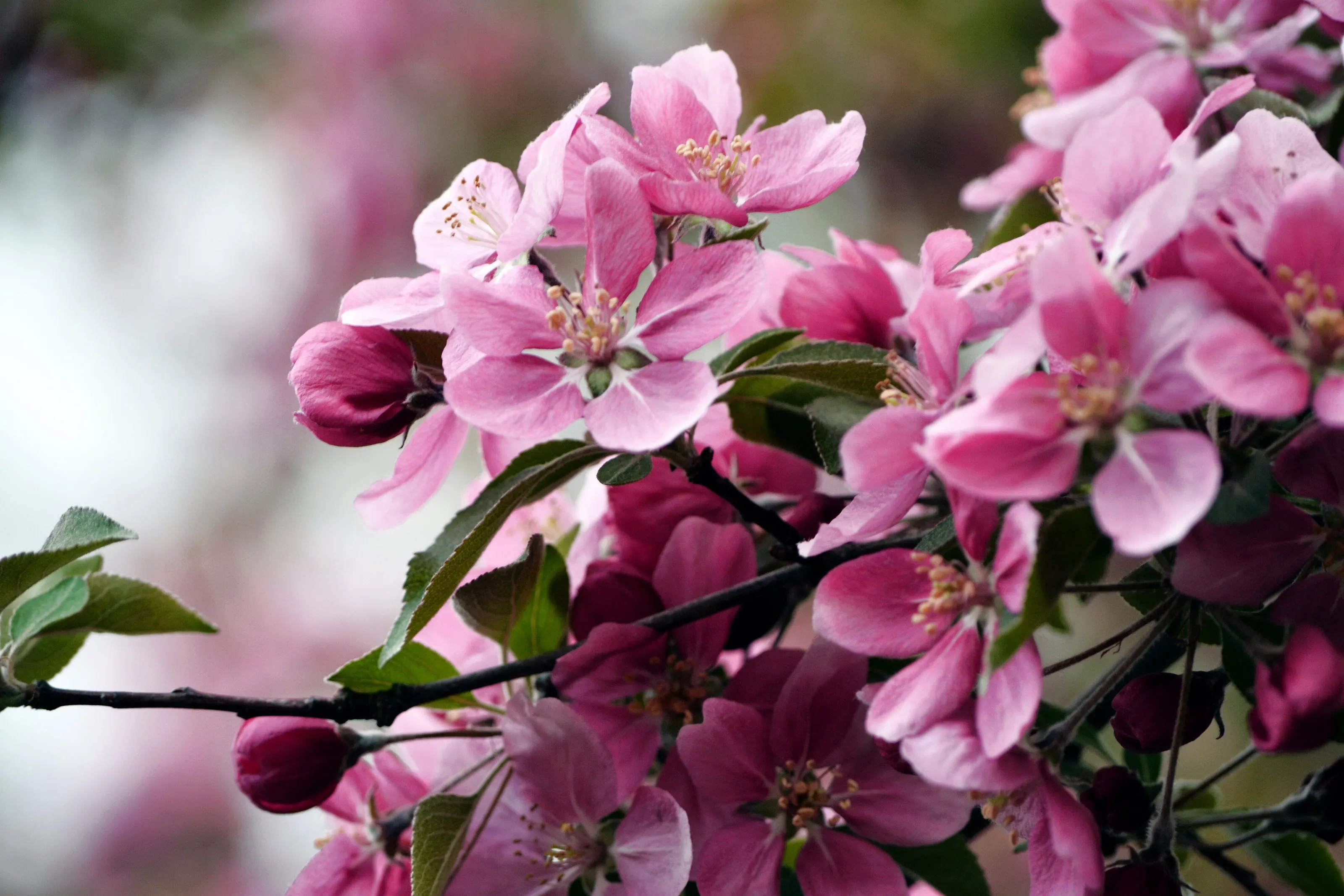 Finding beauty in your own front yard