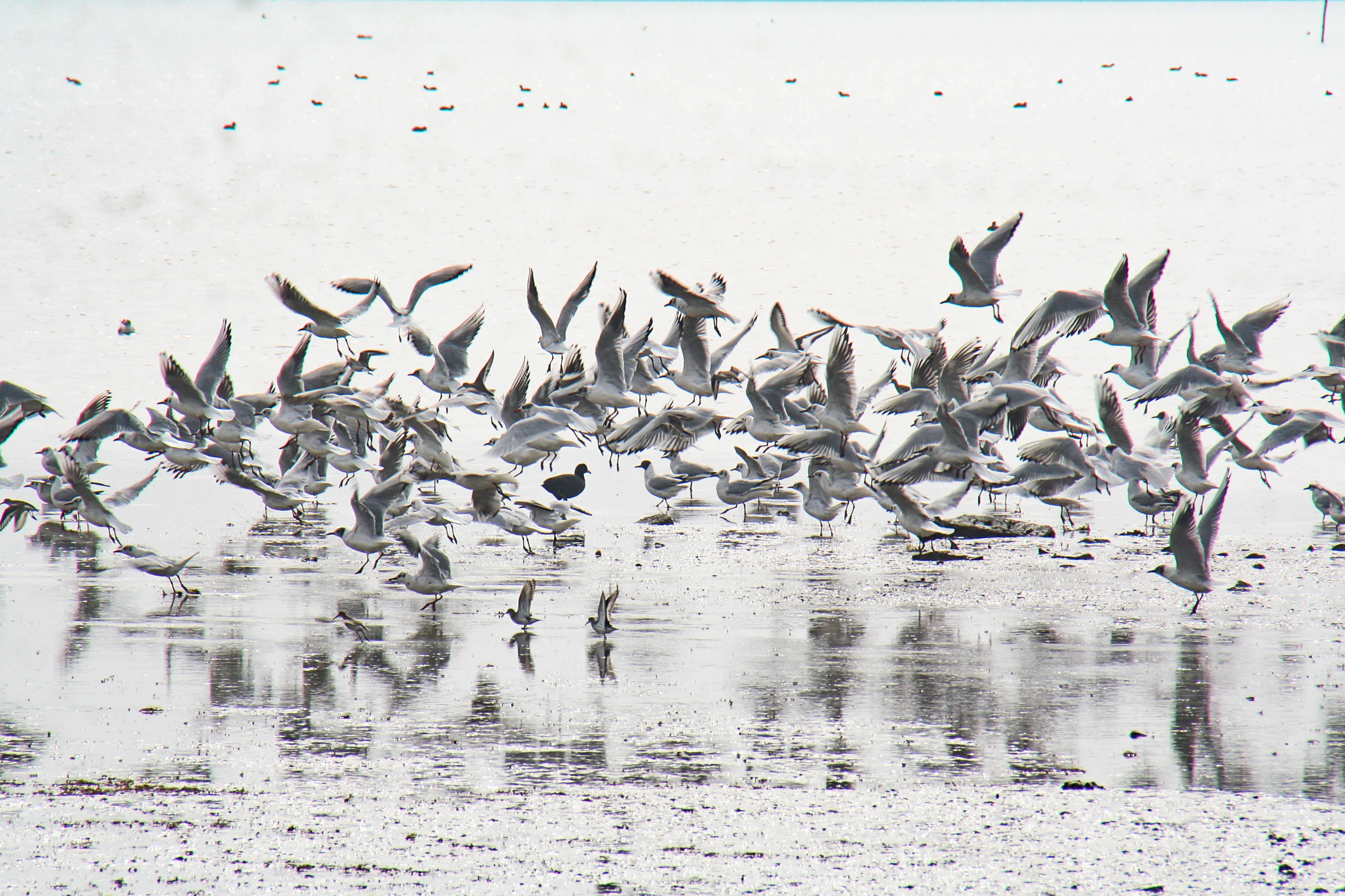 Birds