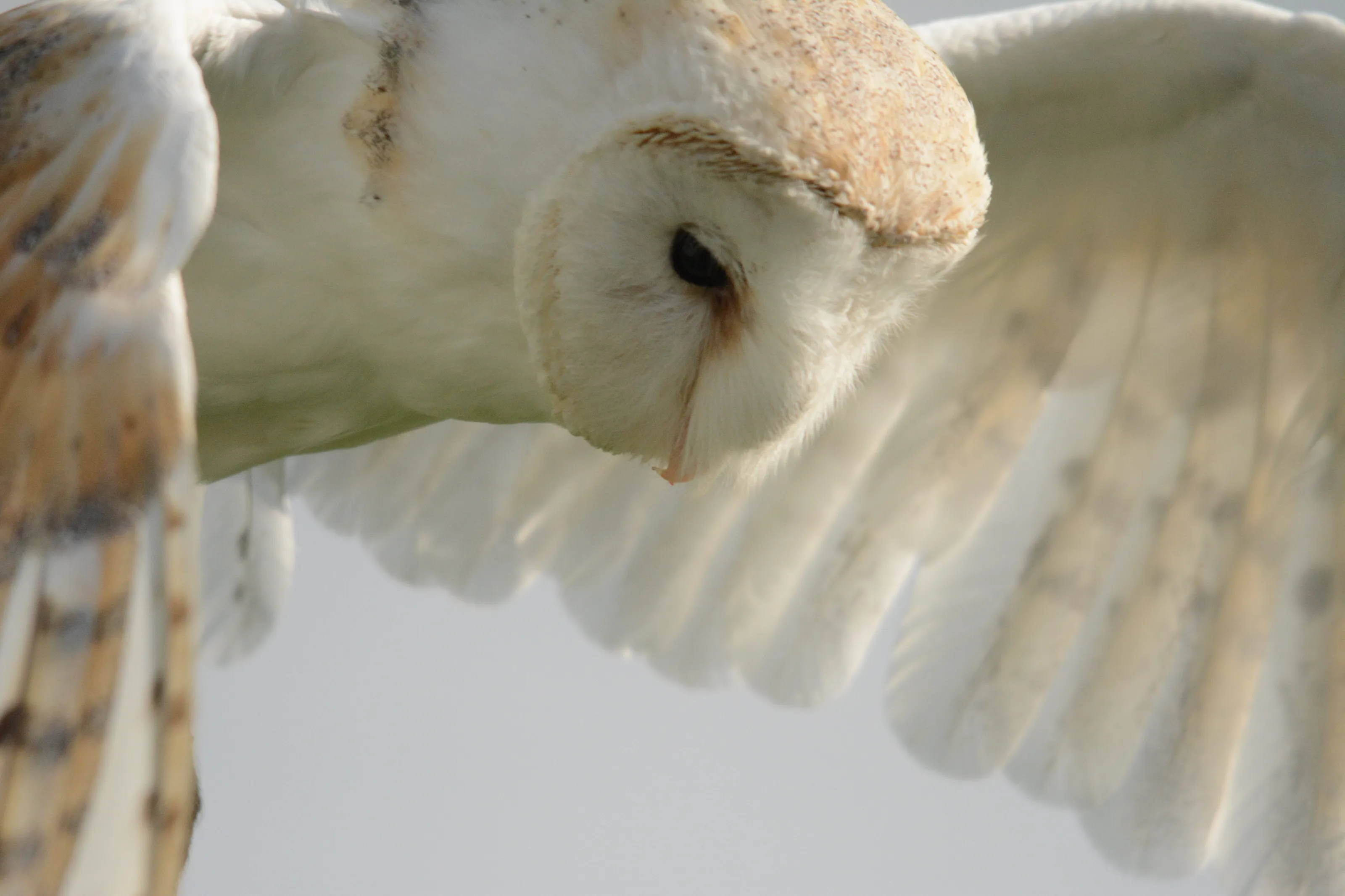 Barn Owl
