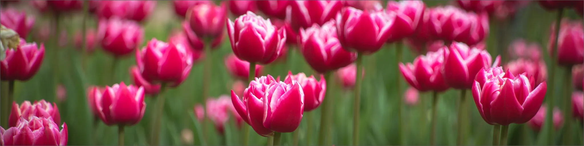 Field of Tulips