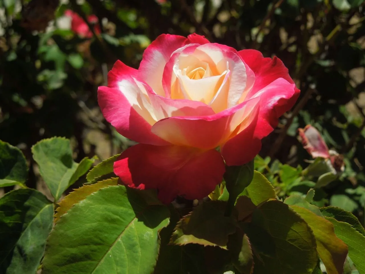 Neighborhood Rose