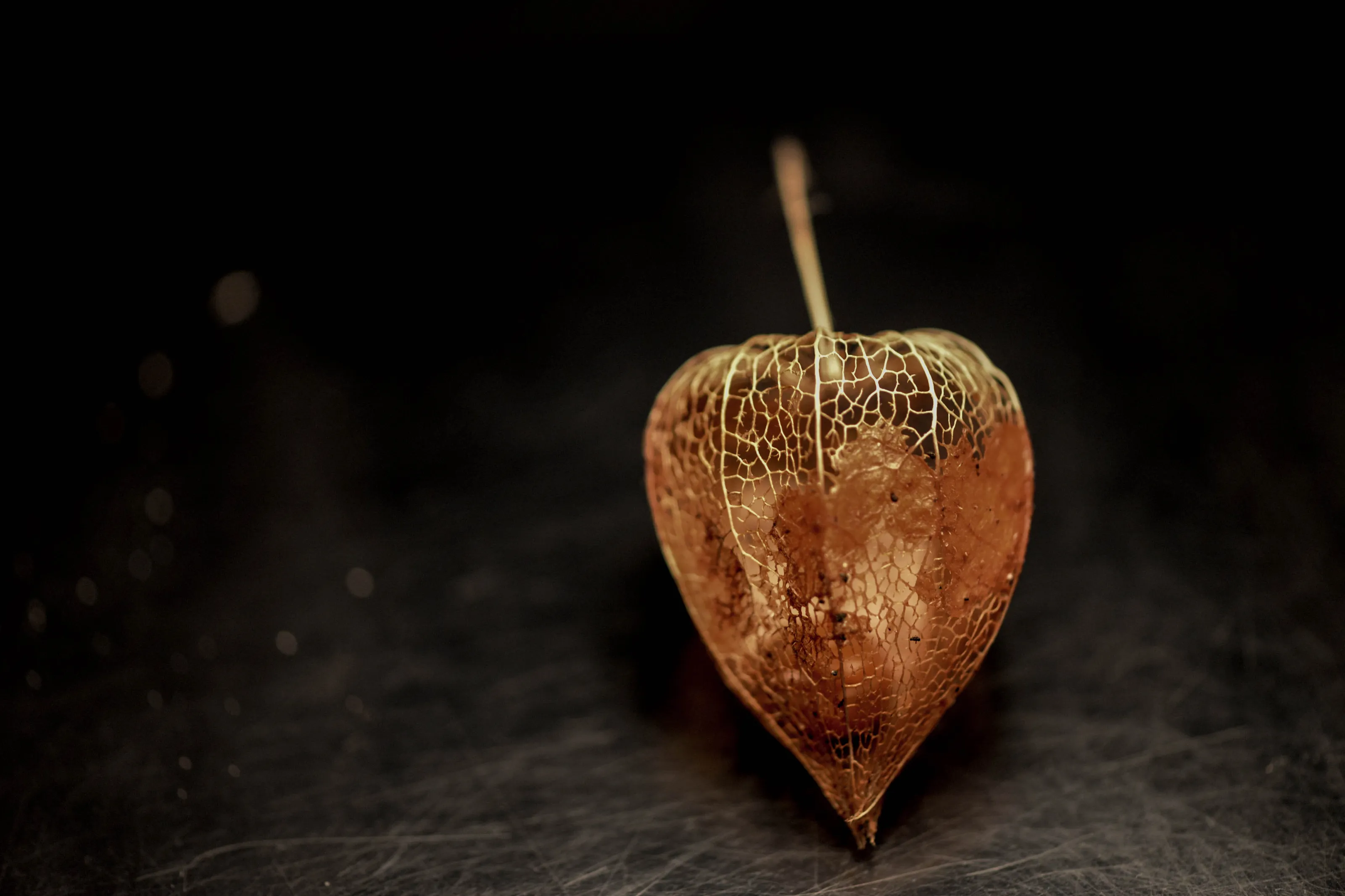 Physalis alkekengi