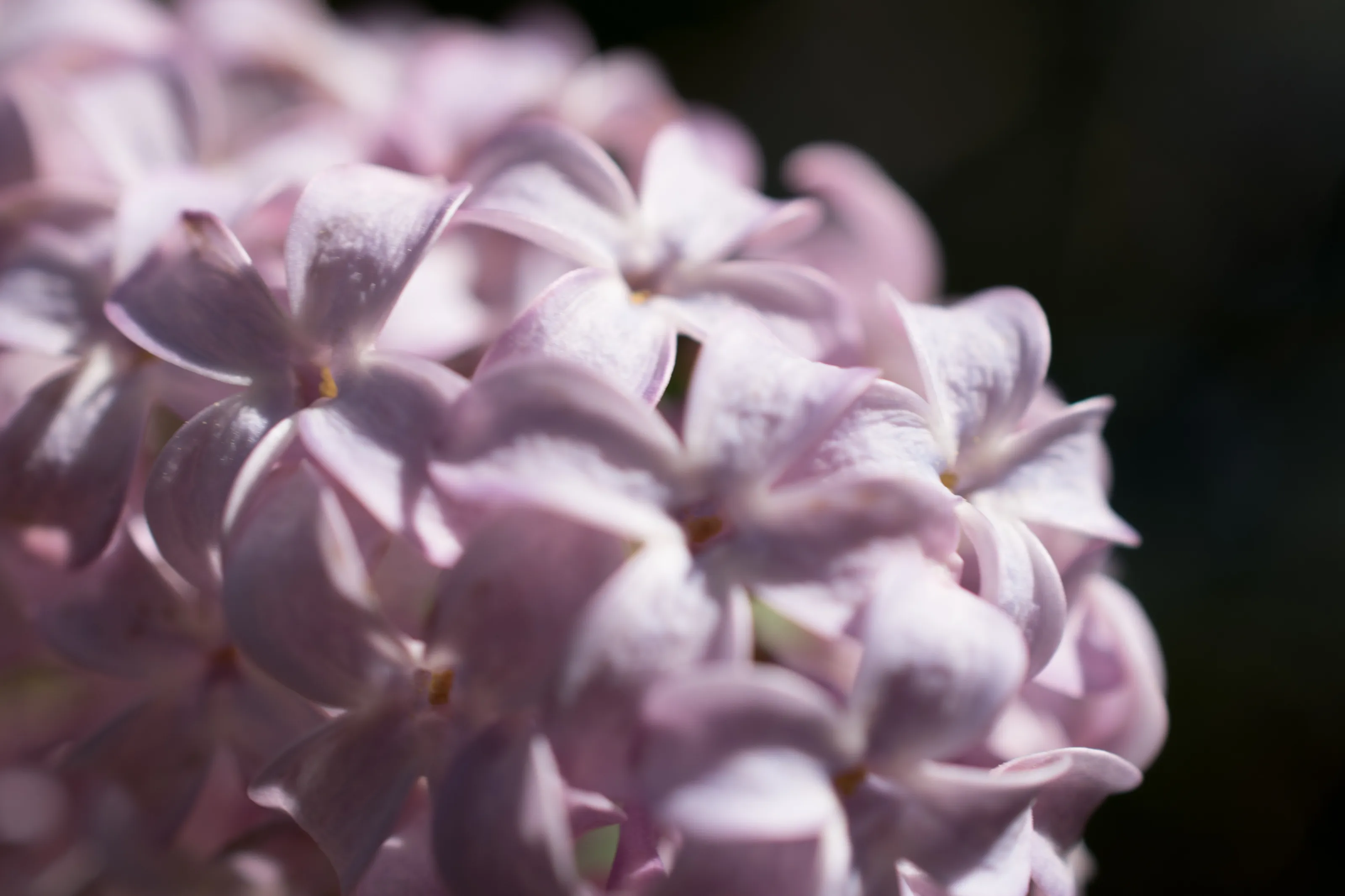 Spring flowers