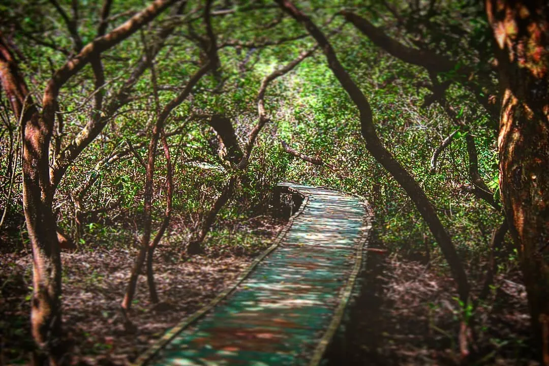 INTO THE WILD