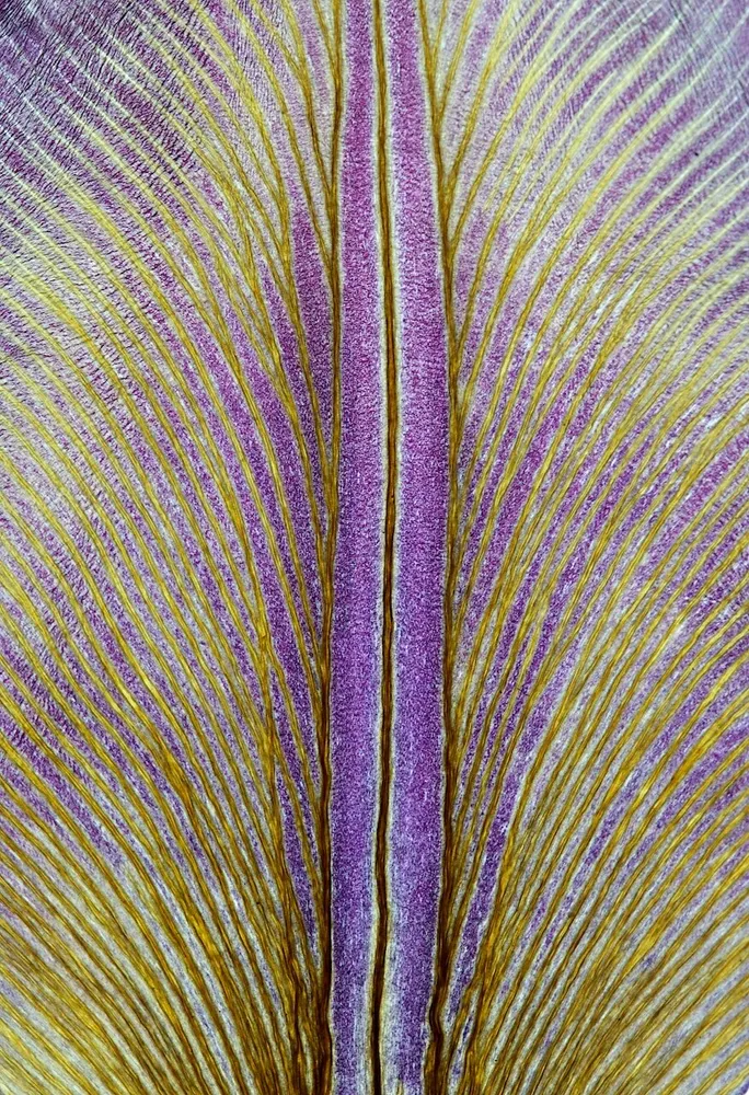 Tulip Petal