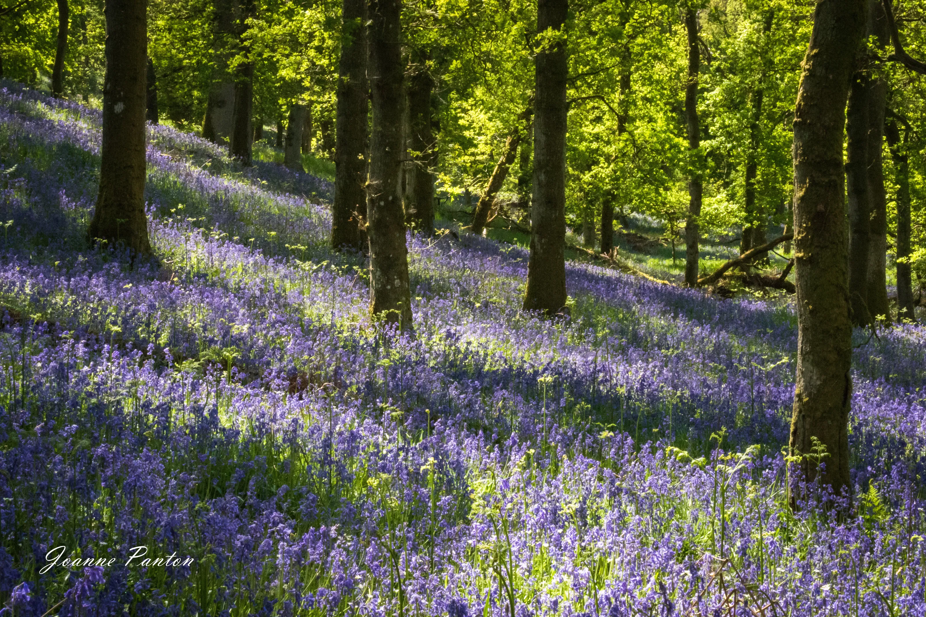 Where the Faeries Play