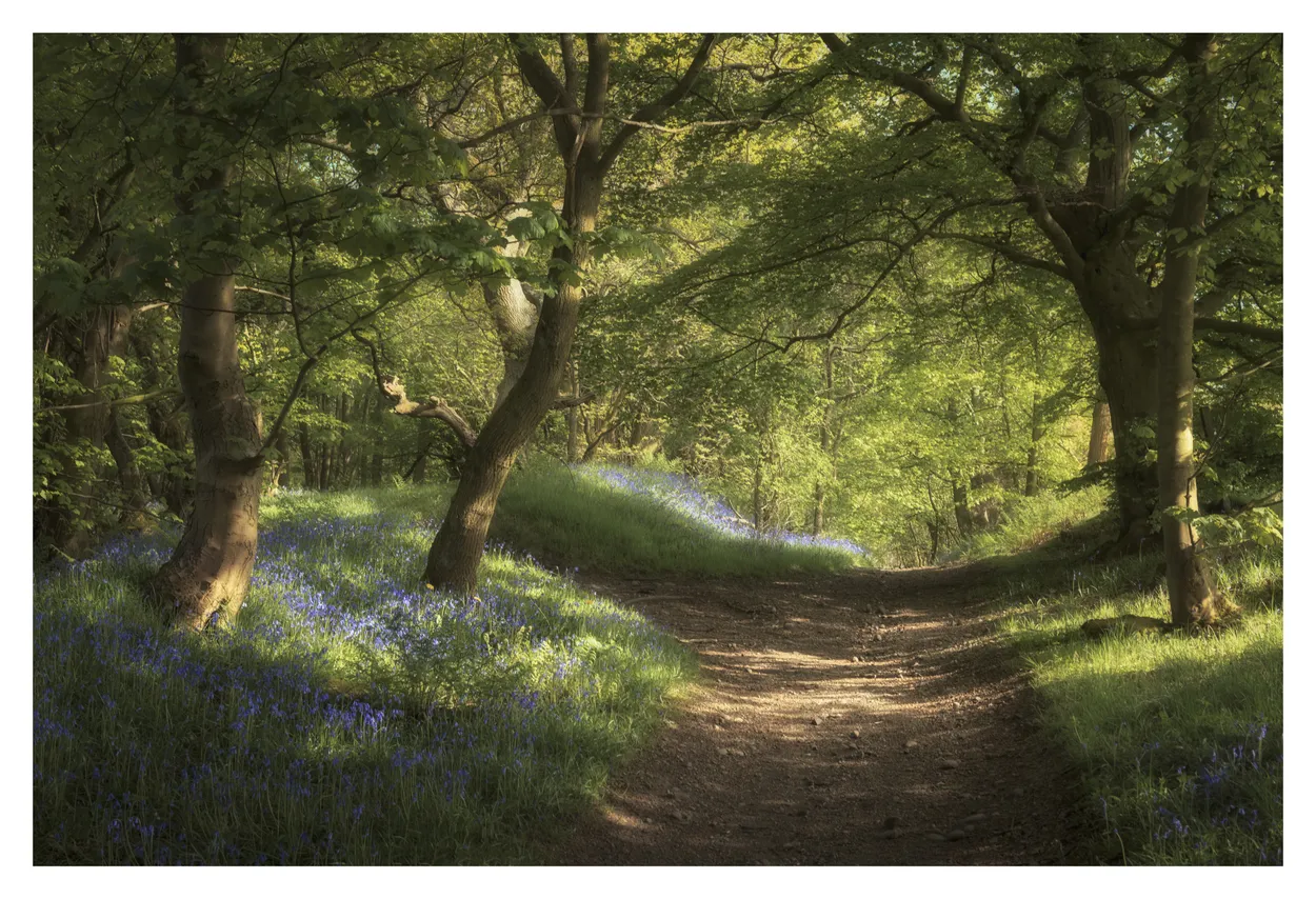 Bluebell pathway