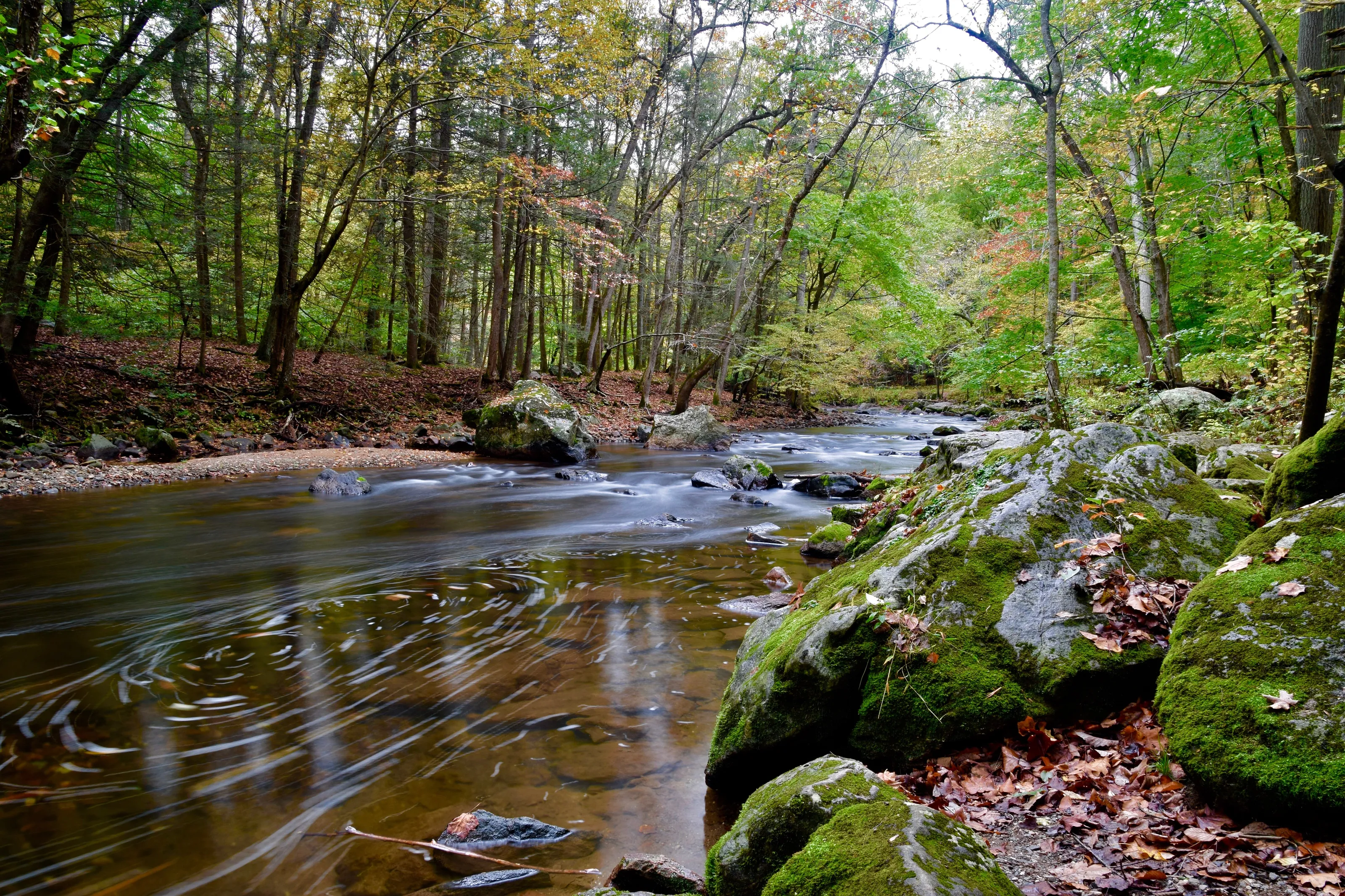 Autumn in Locktown Gorge