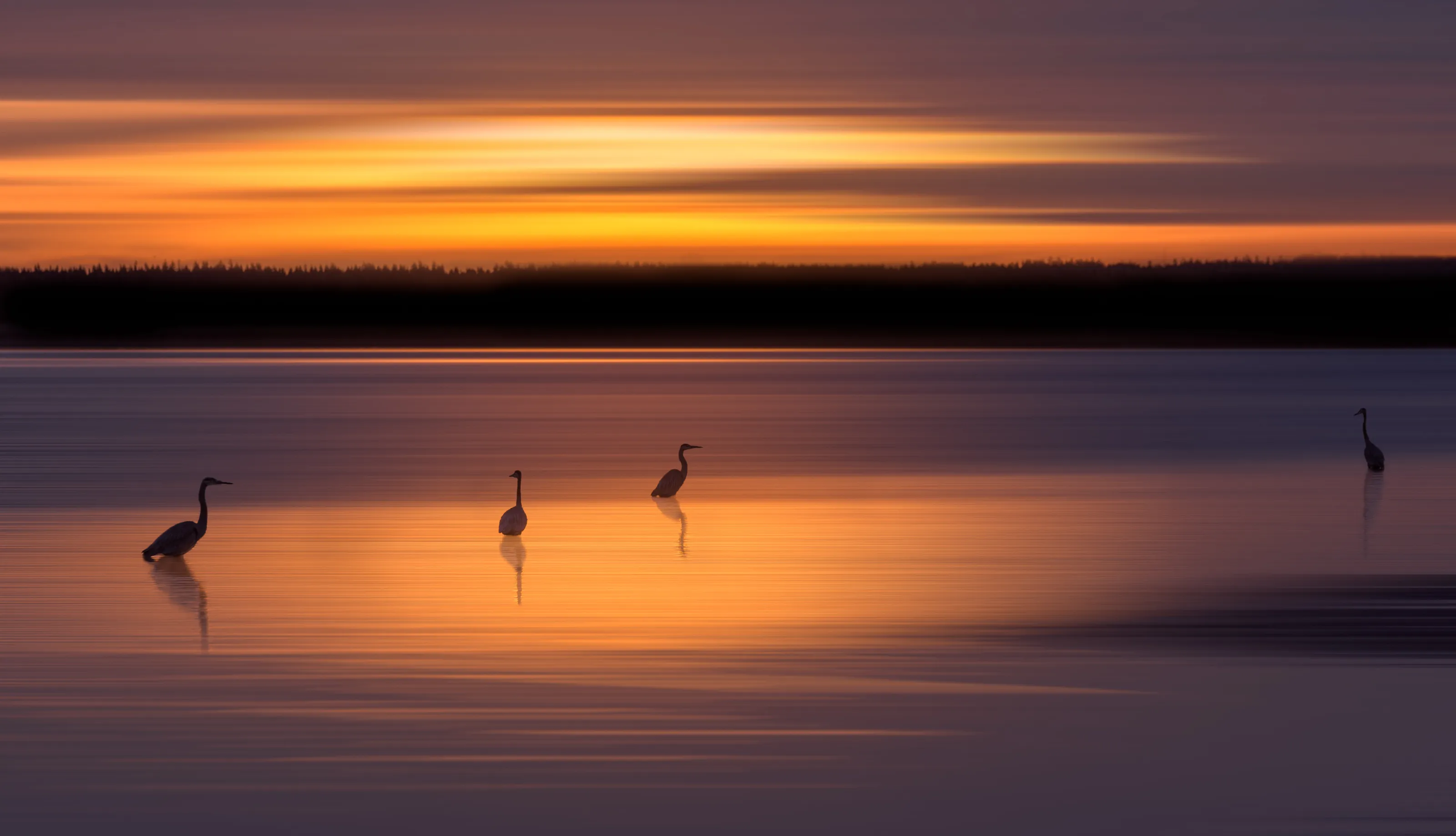 Early birds