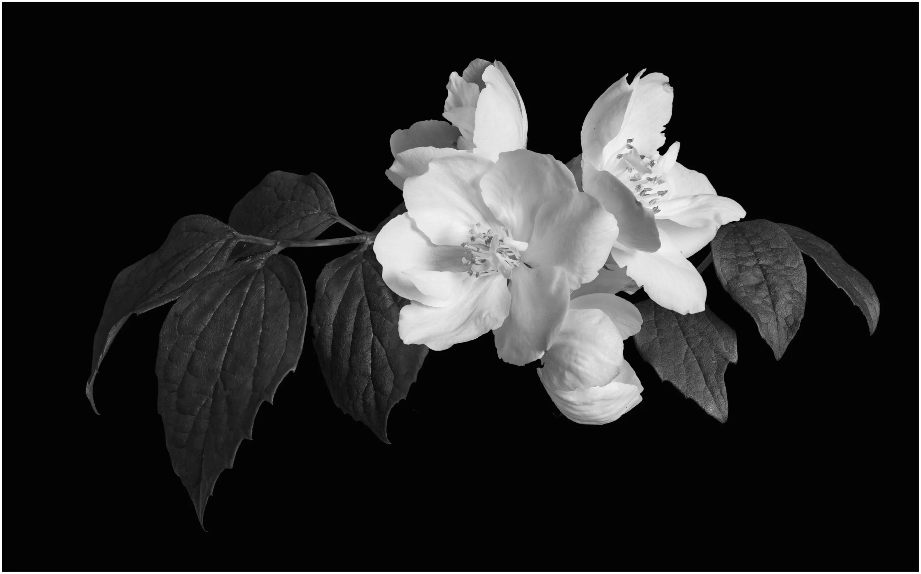 WHITE FLOWER