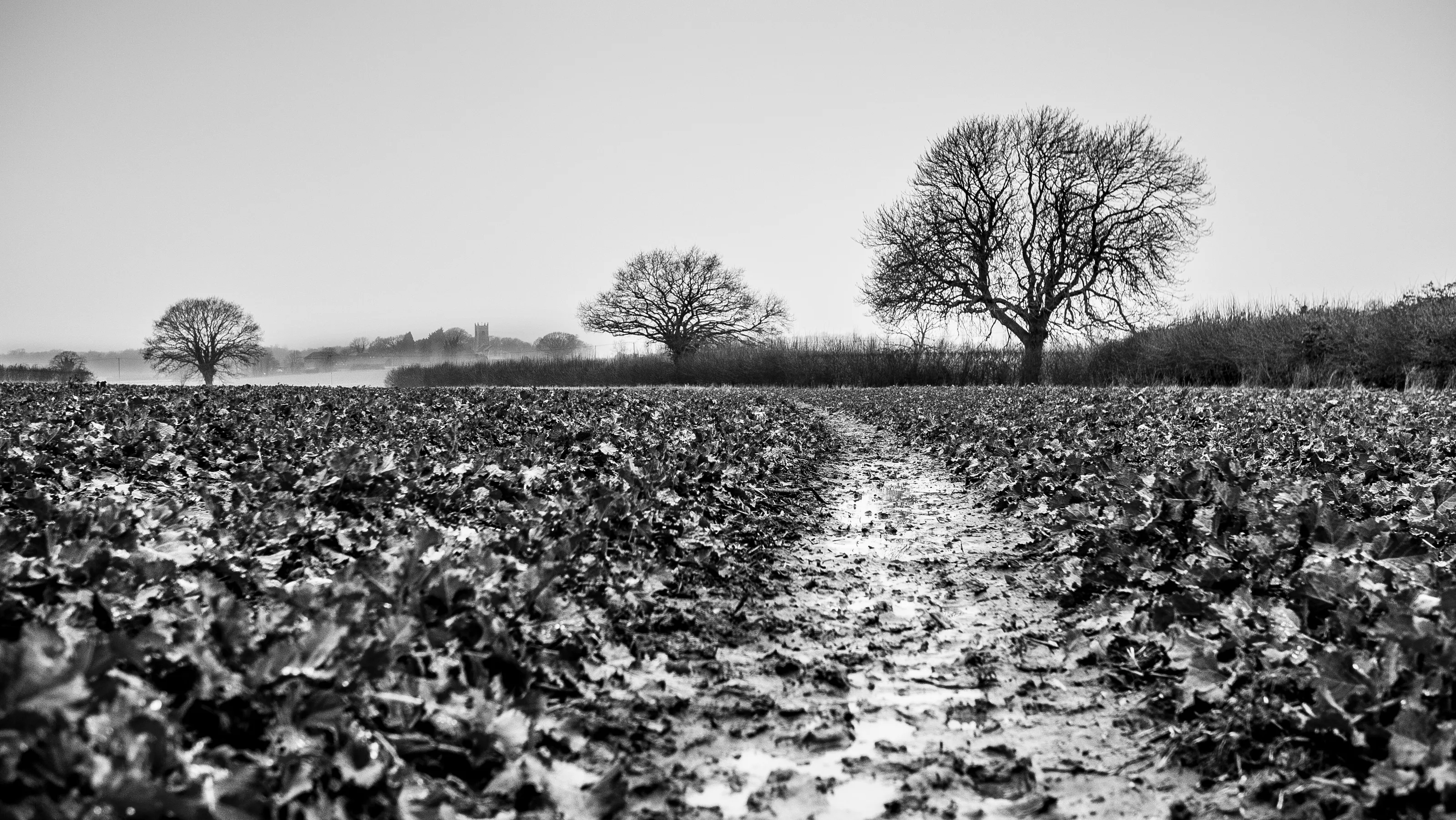 Vanishing Trees