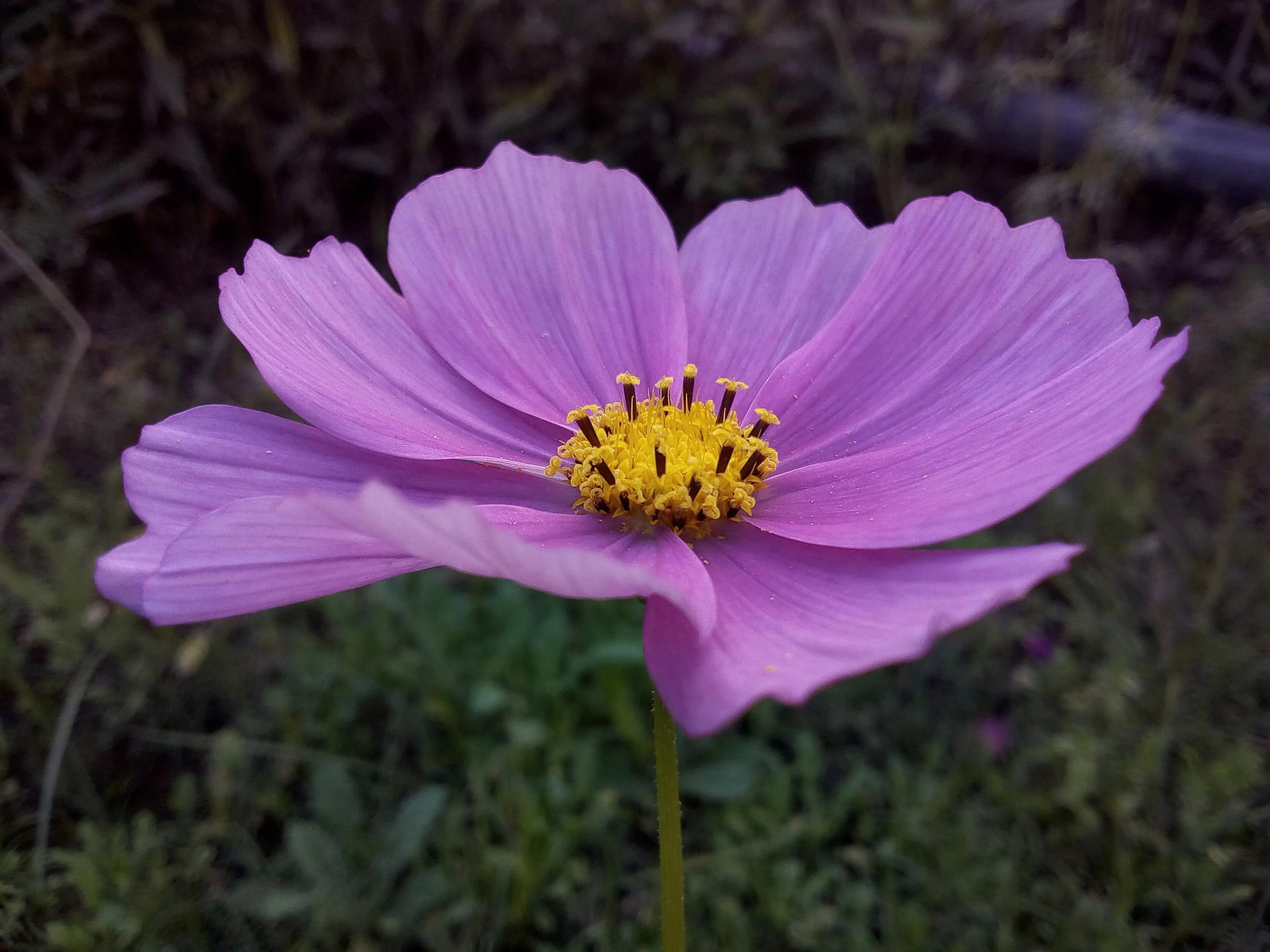 Purple Flower
