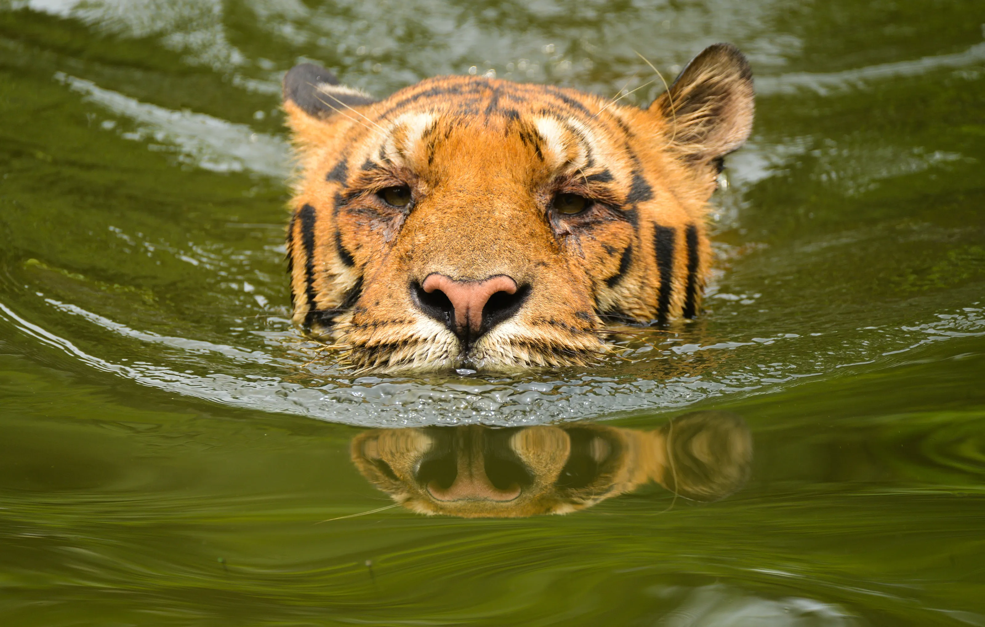 Bengal tiger