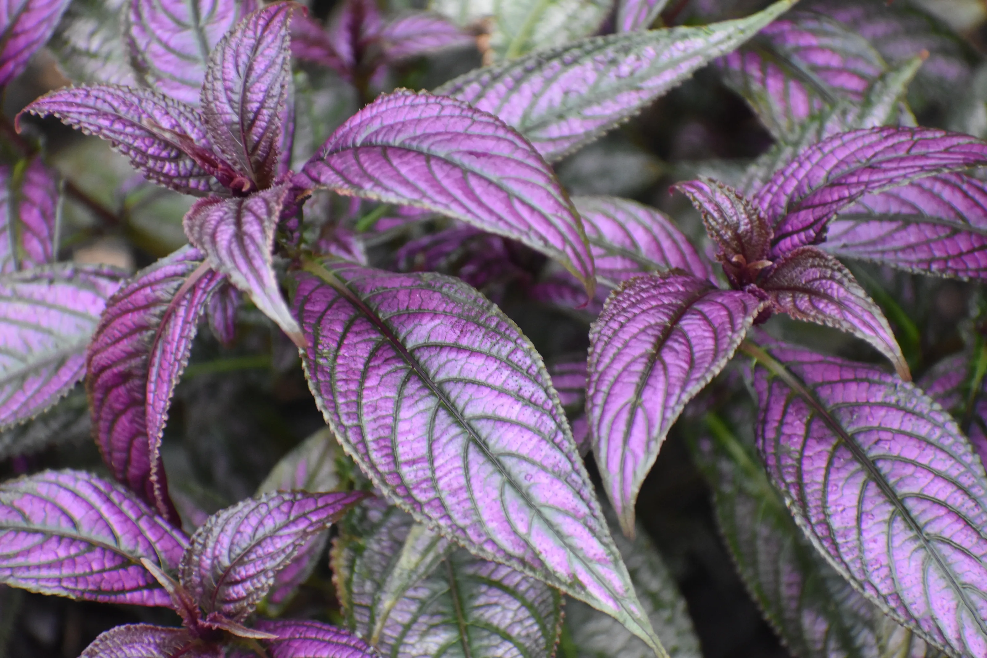Purple leaves