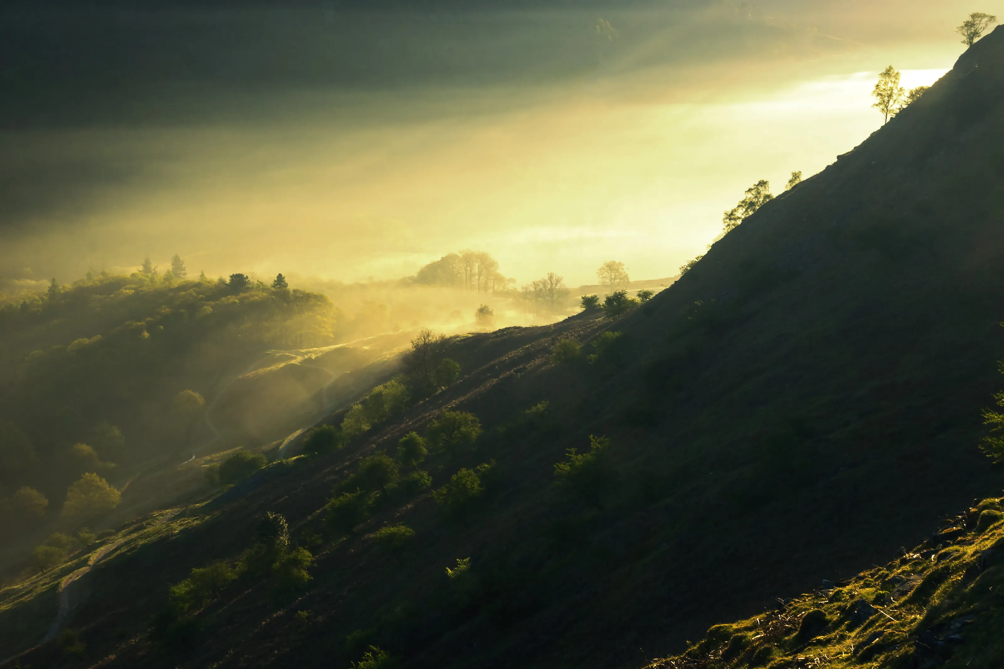 Banner image