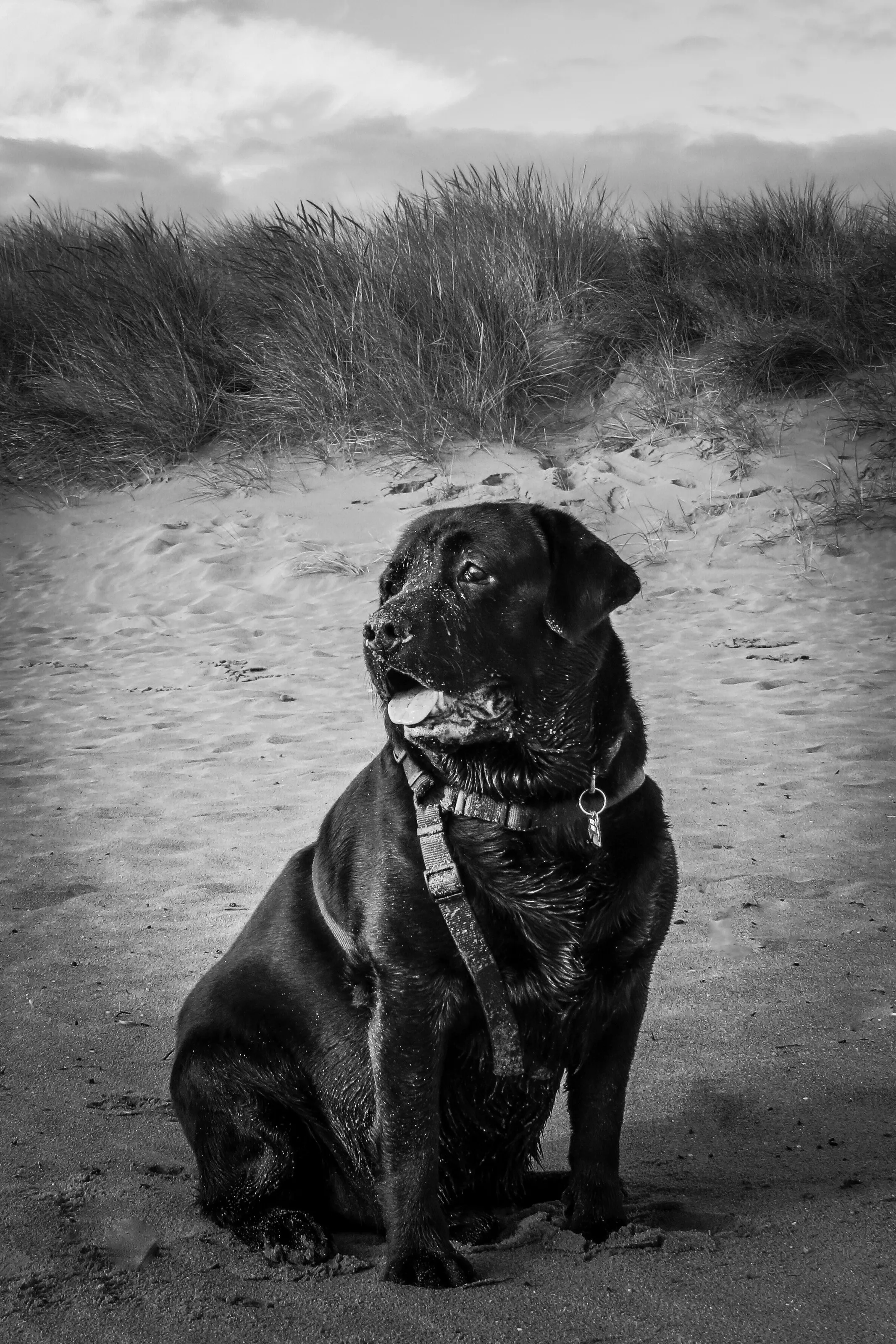 Murphy at Seaton