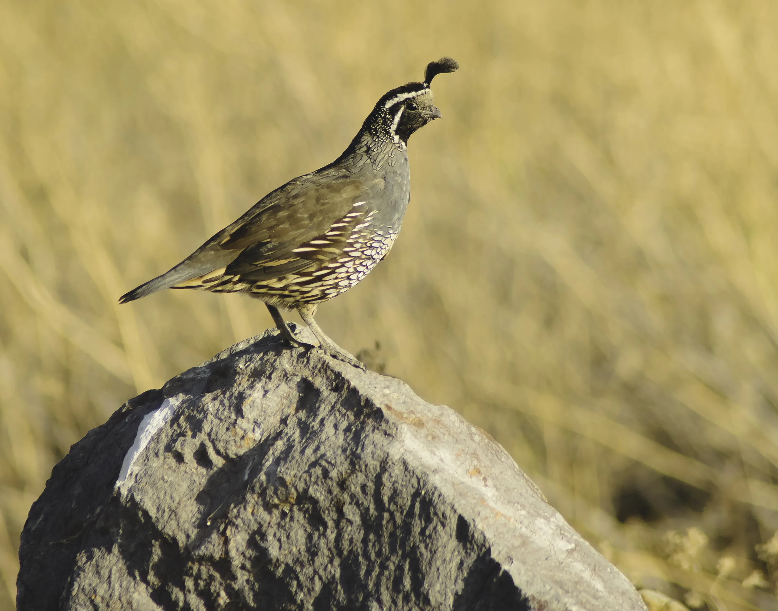 California quail