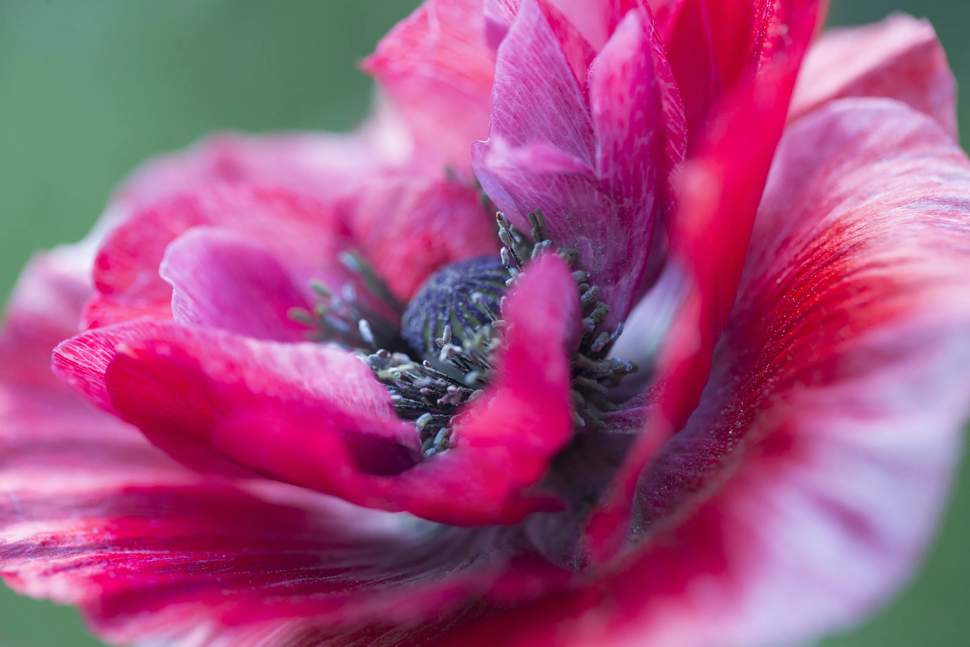 Center Beauty