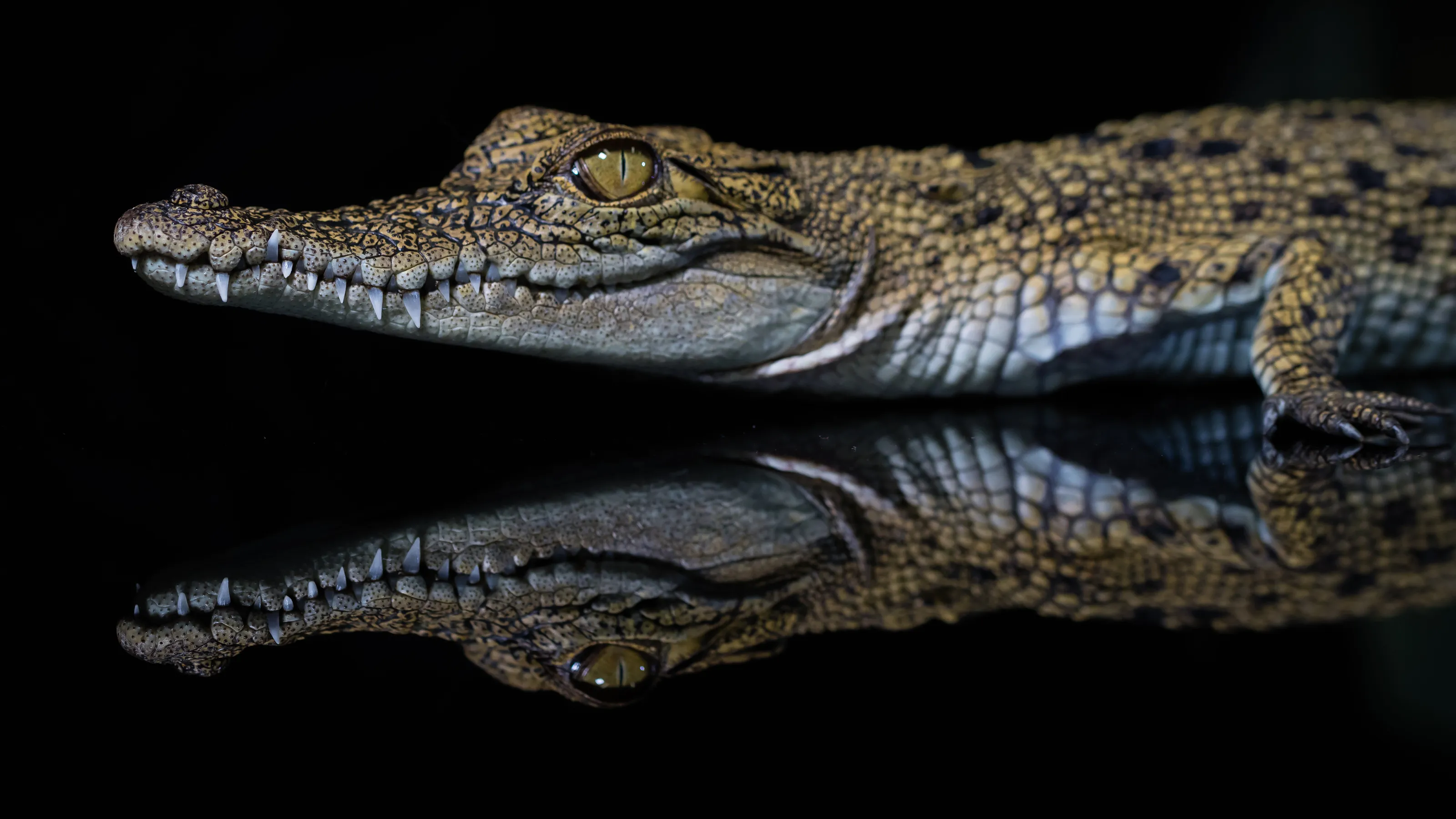 Estuarine Crocadile