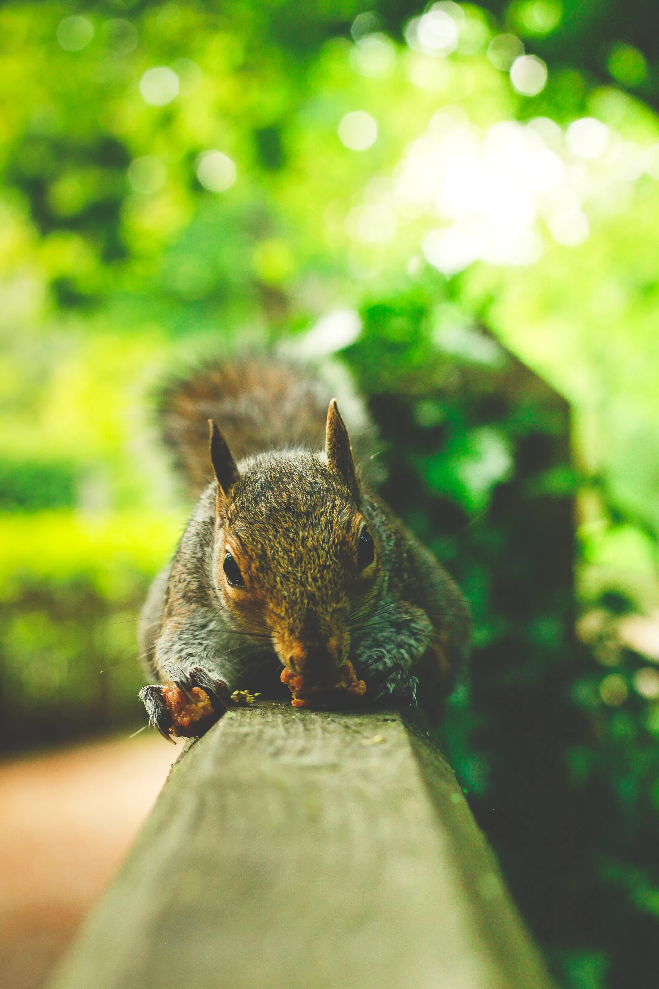 The squirrel from London.