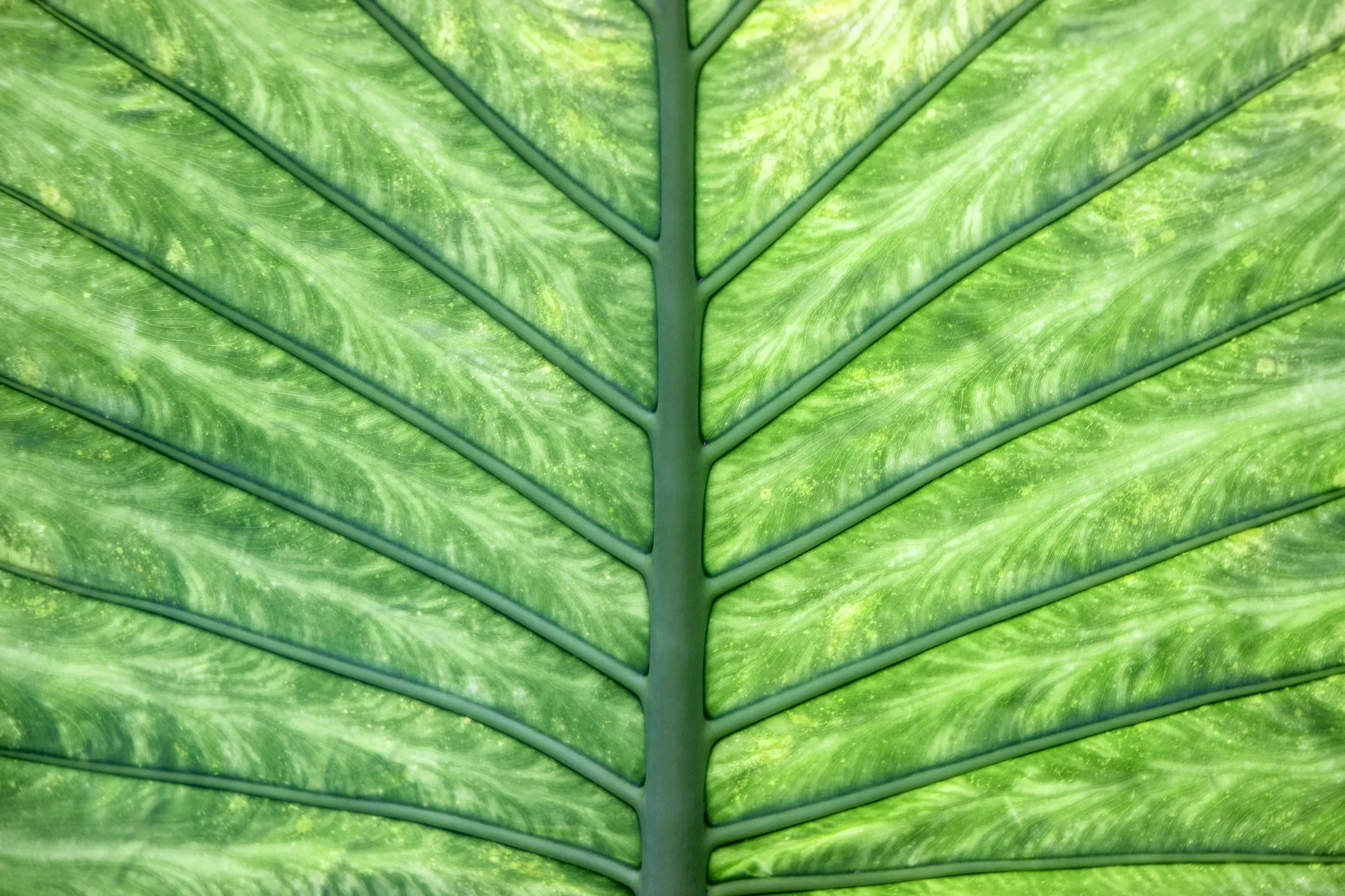 close up of leaf vein