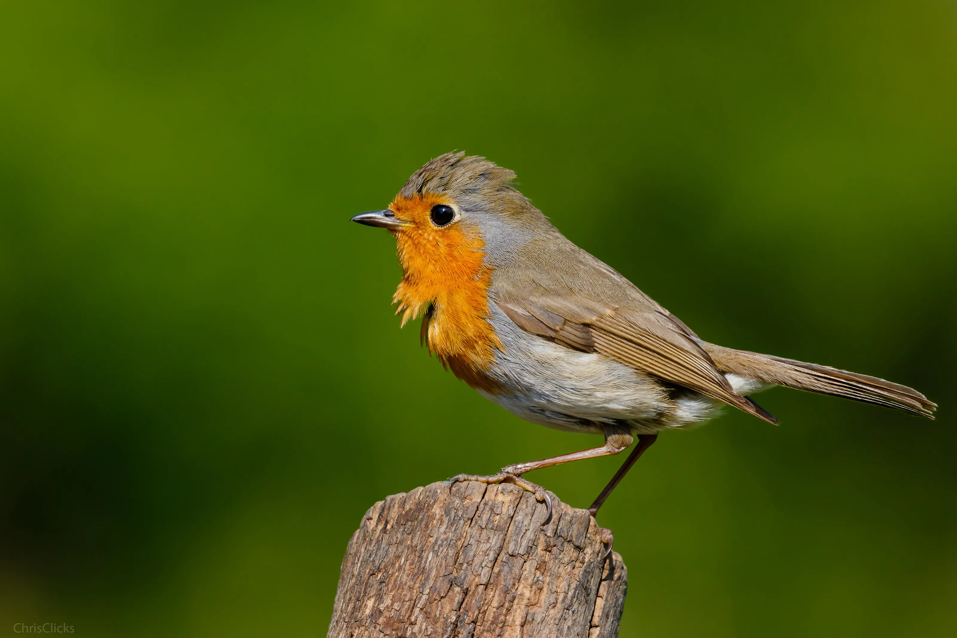 Our Friendly Robin