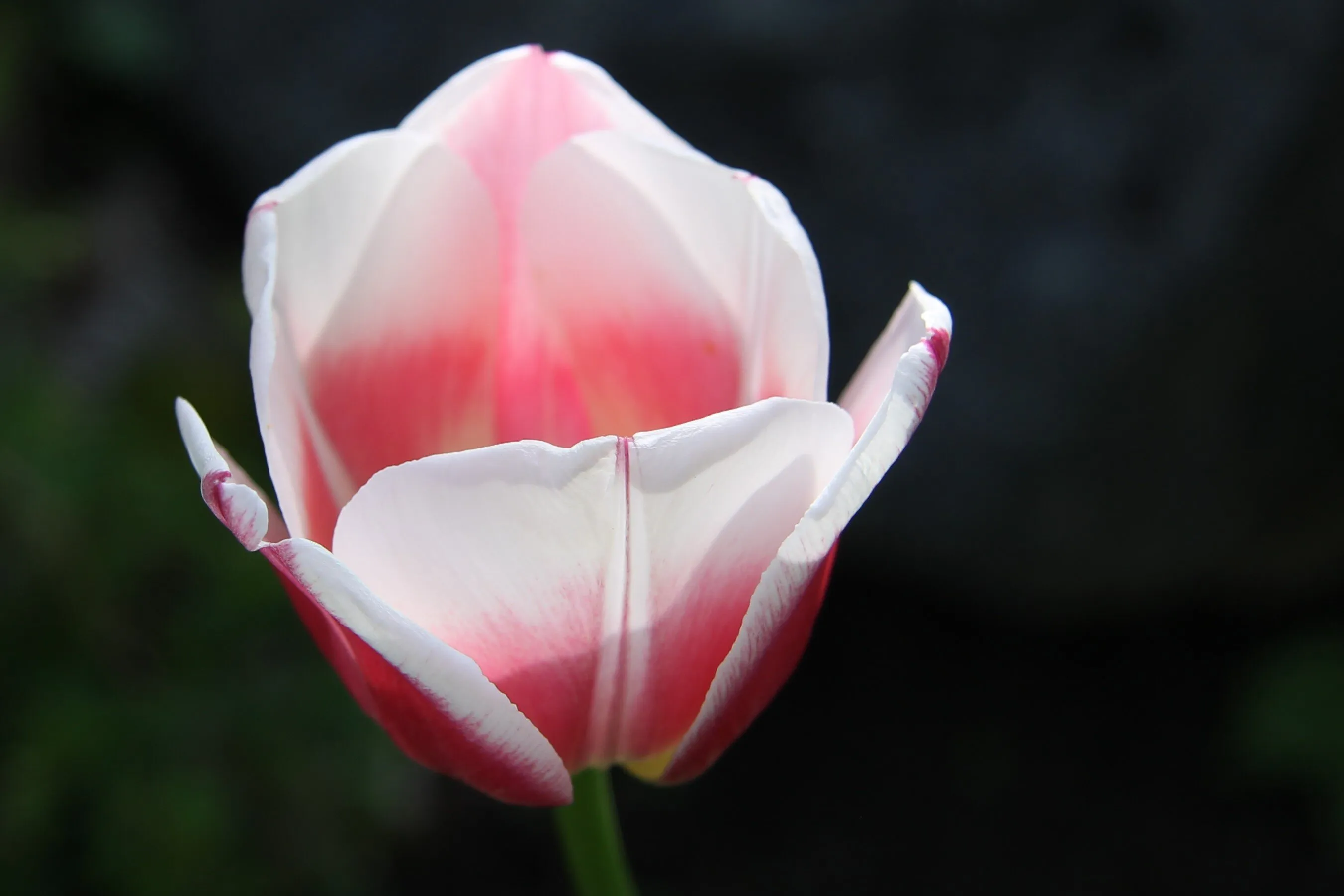 Tulip