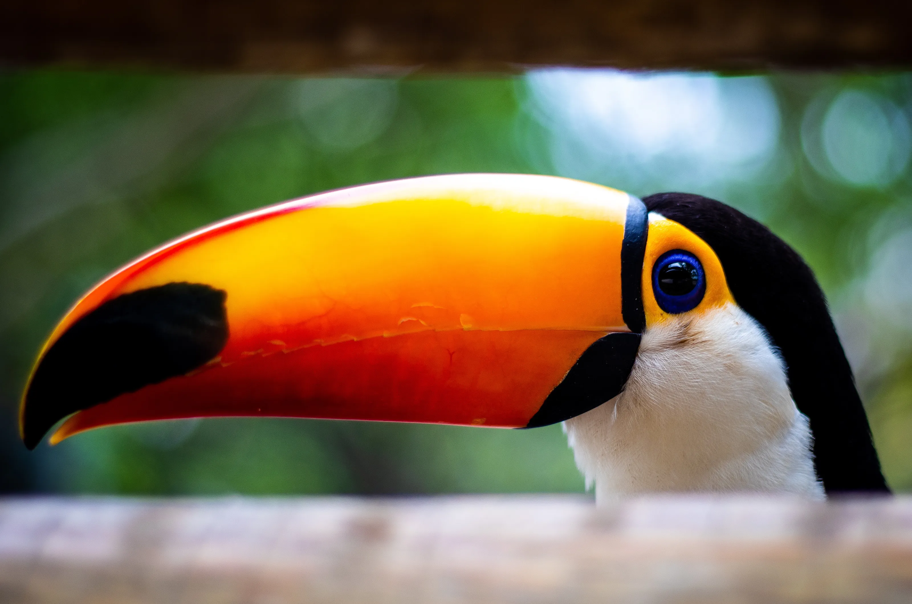 Toucan