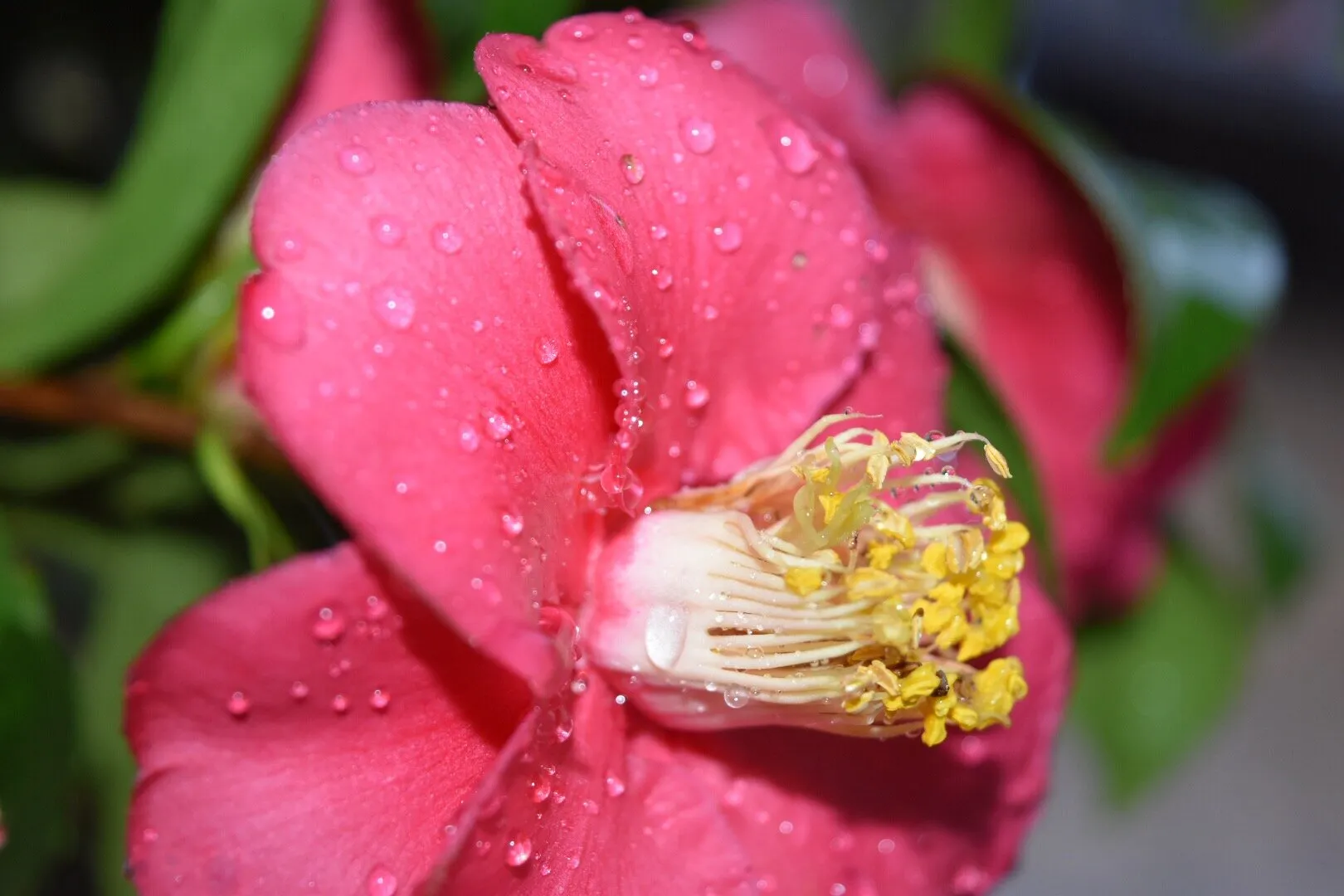 Petals of beauty.